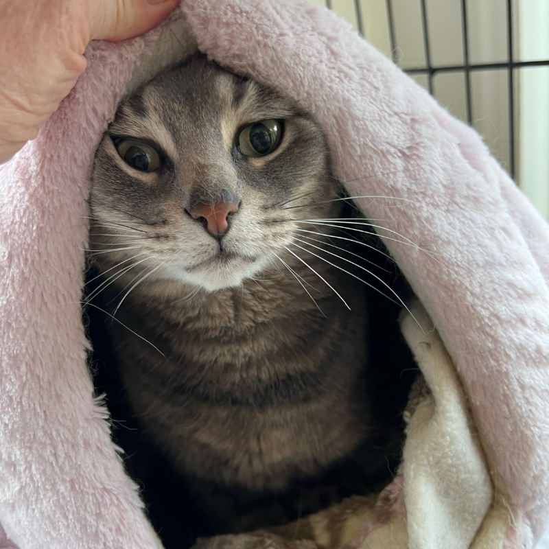 Cozy-Cat.png