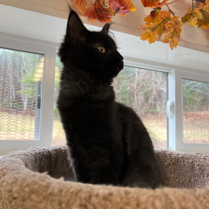The-Country-Inn-For-Cats.png