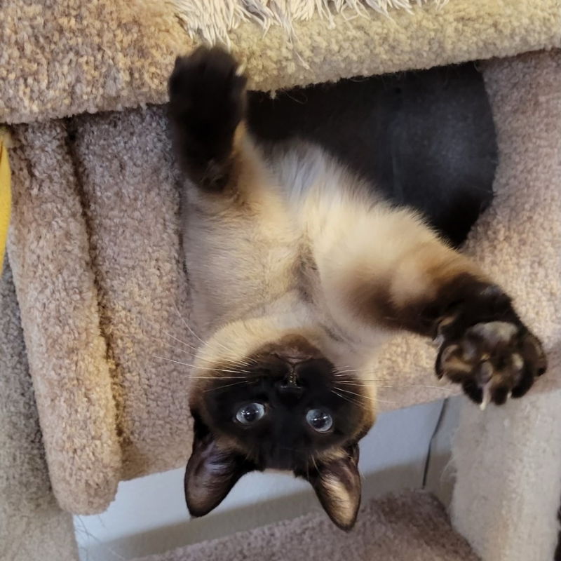 Cat-playing.png