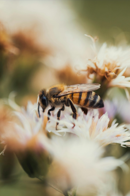 Close-up of a bee collecting nectar from white and pink flowers in a natural setting.