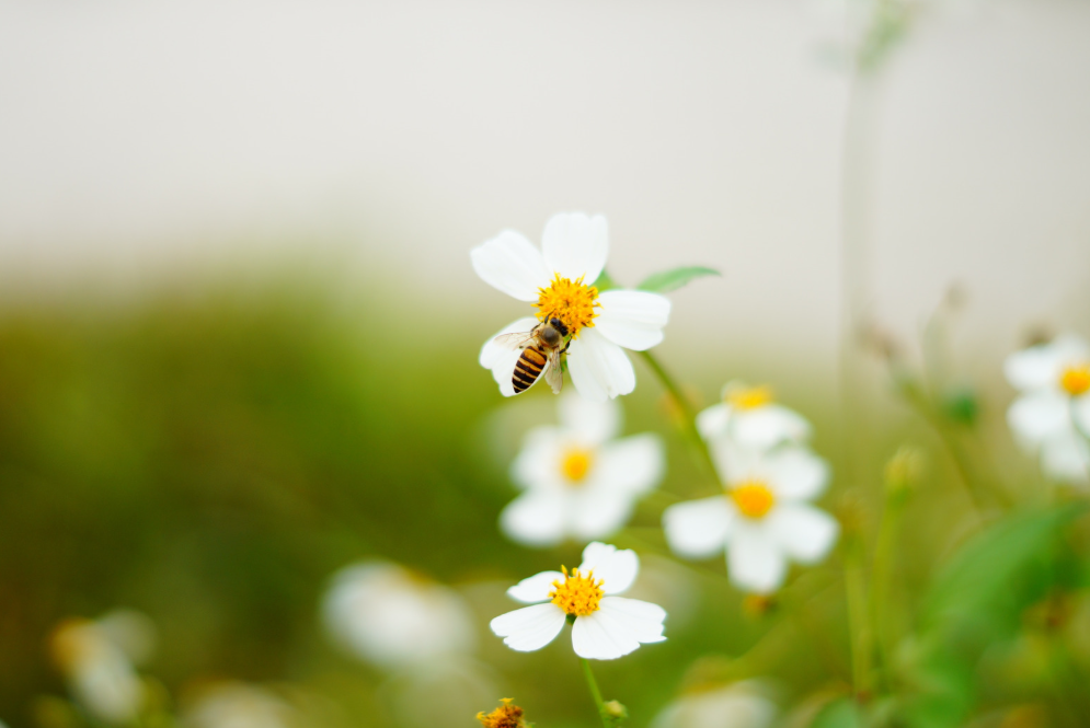A bee on a small white flower with yellow center, surrounded by other similar flowers, in a garden setting.