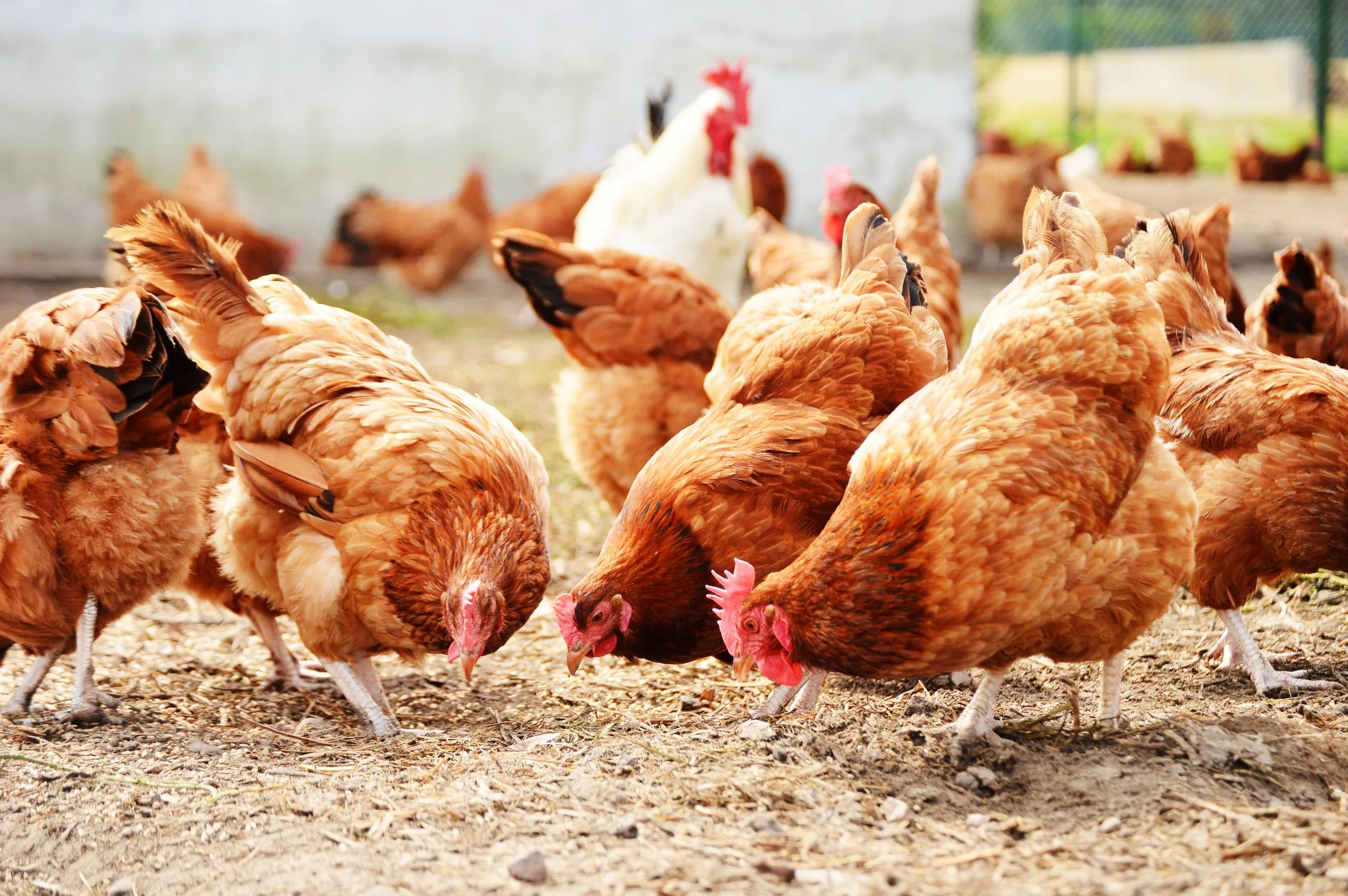 many brown chickens eating feed with Nutrifen