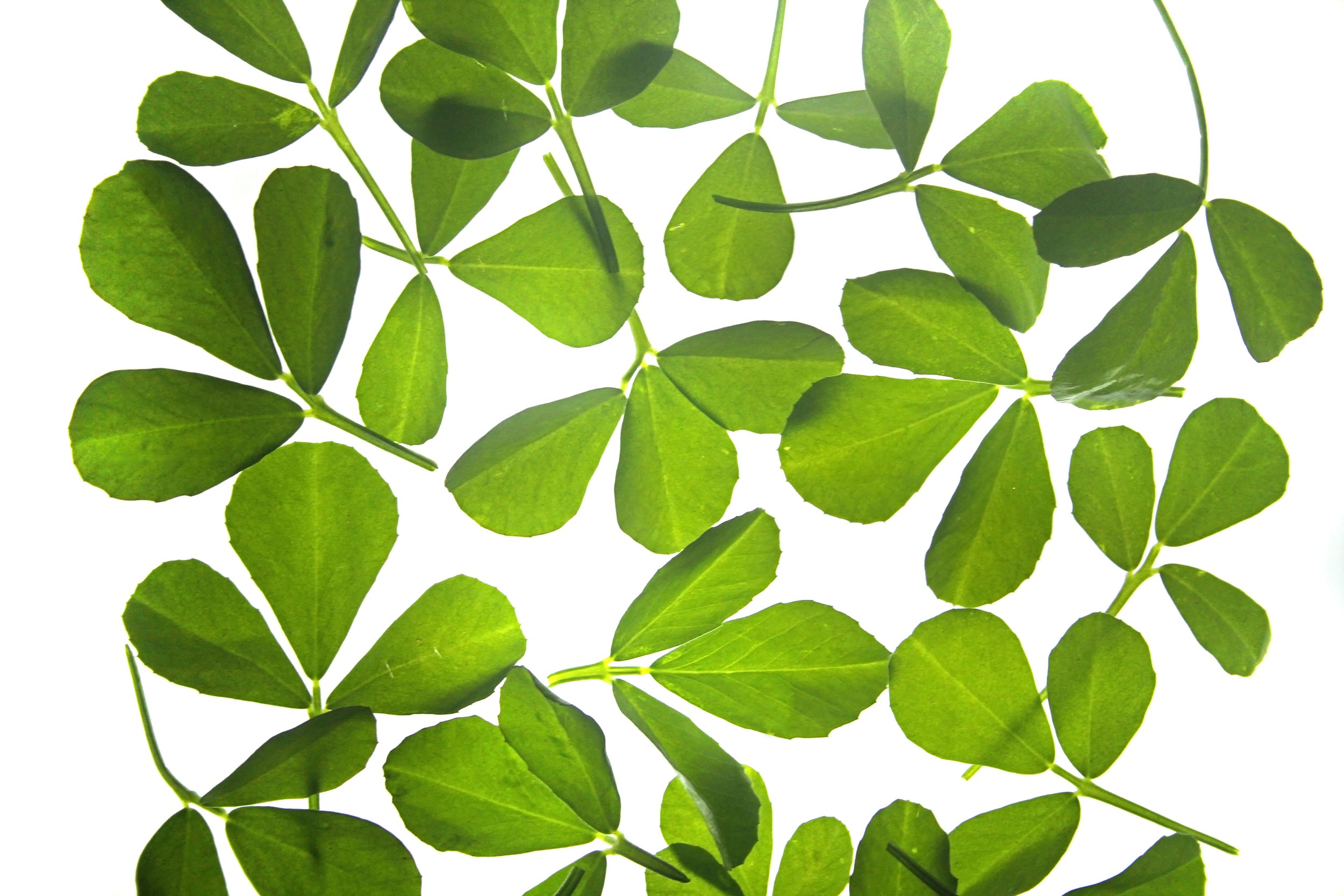 fenugreek plant leaves