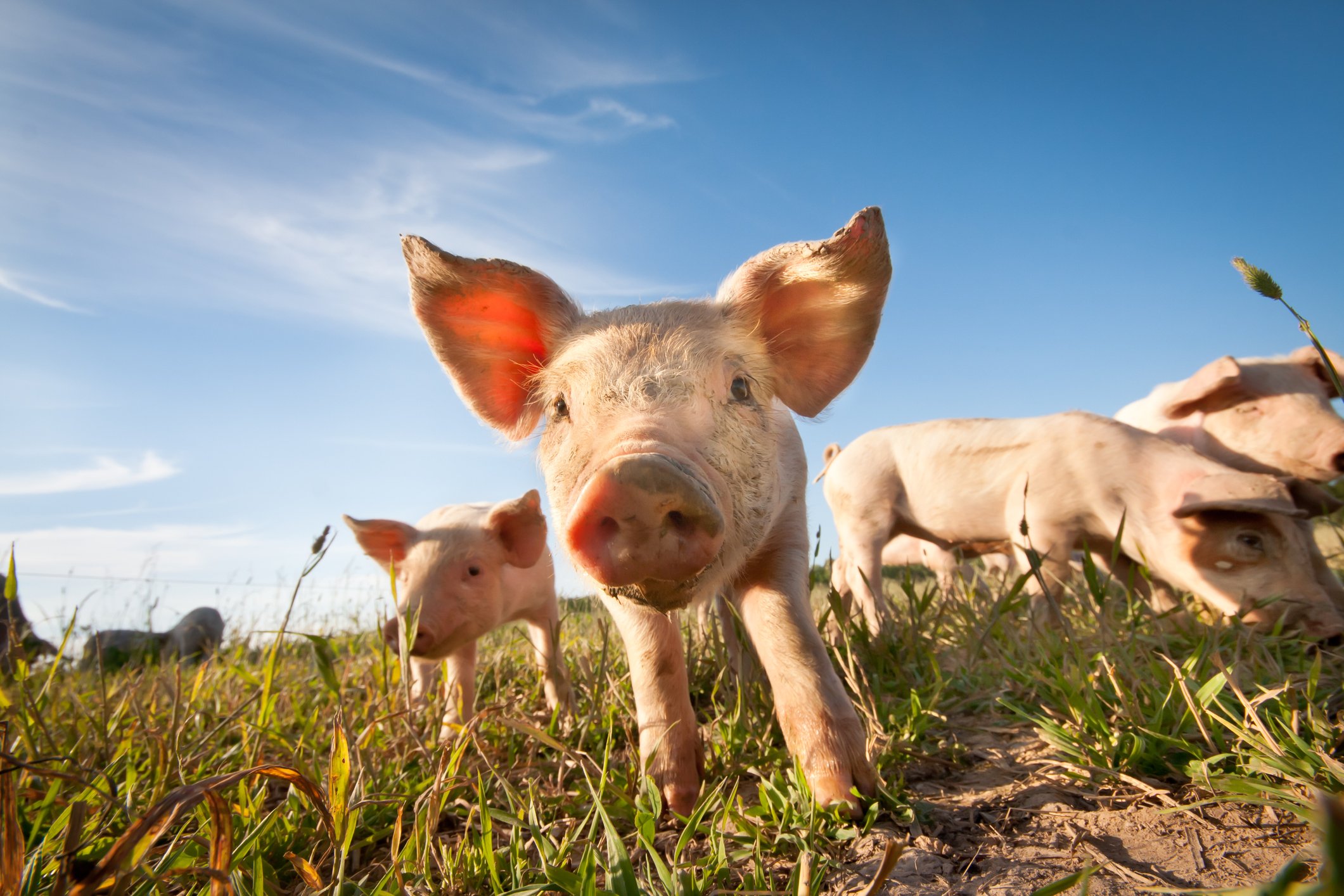 5 Natural Feed Additives Every Livestock Producer Should Know