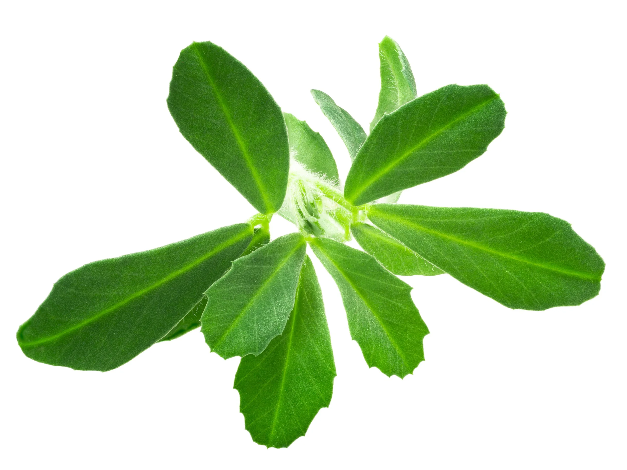 The Science of Fenugreek: What Makes This Ancient Seed Work