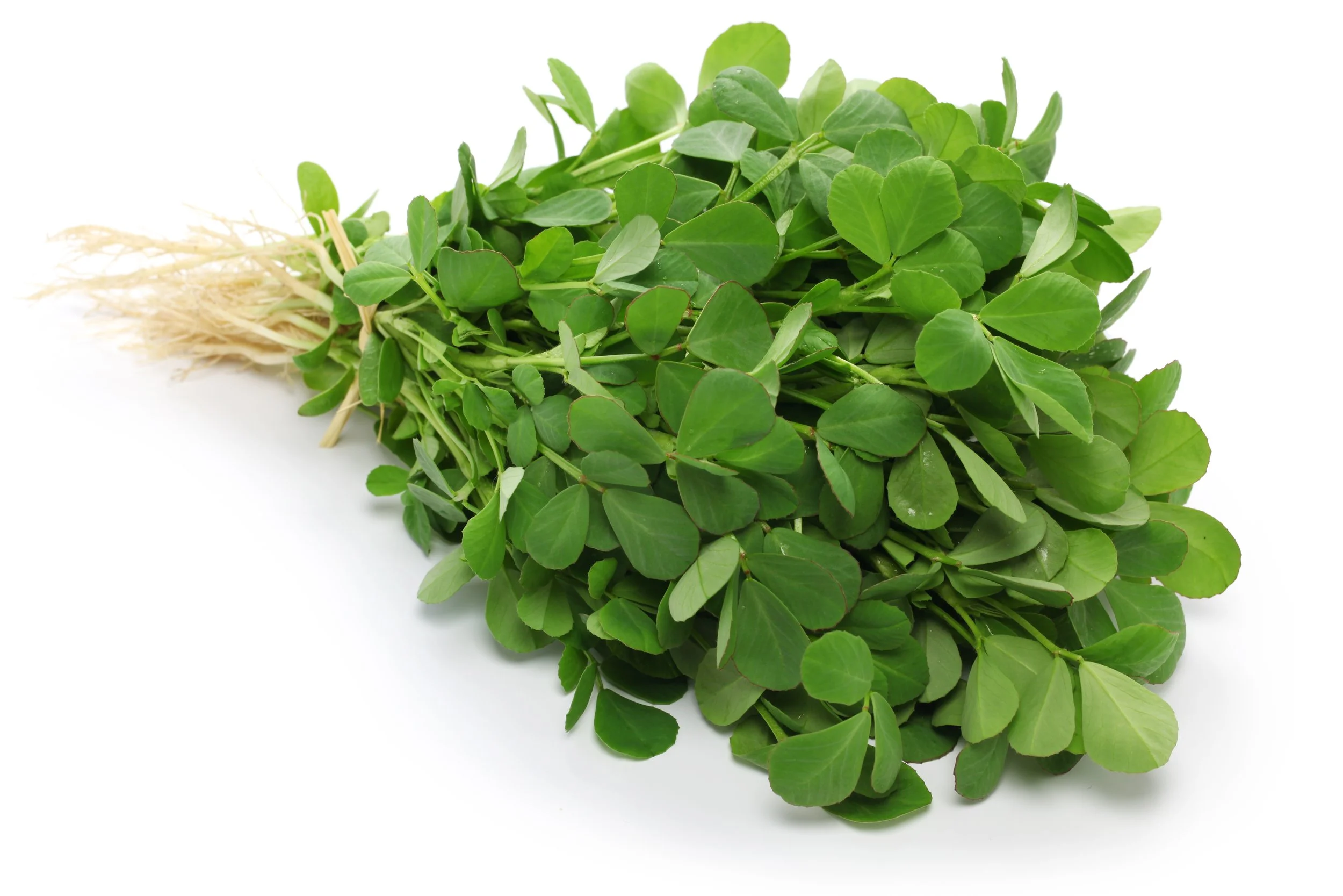 A Comparison: Fenugreek Saponins vs Saponins from other plants