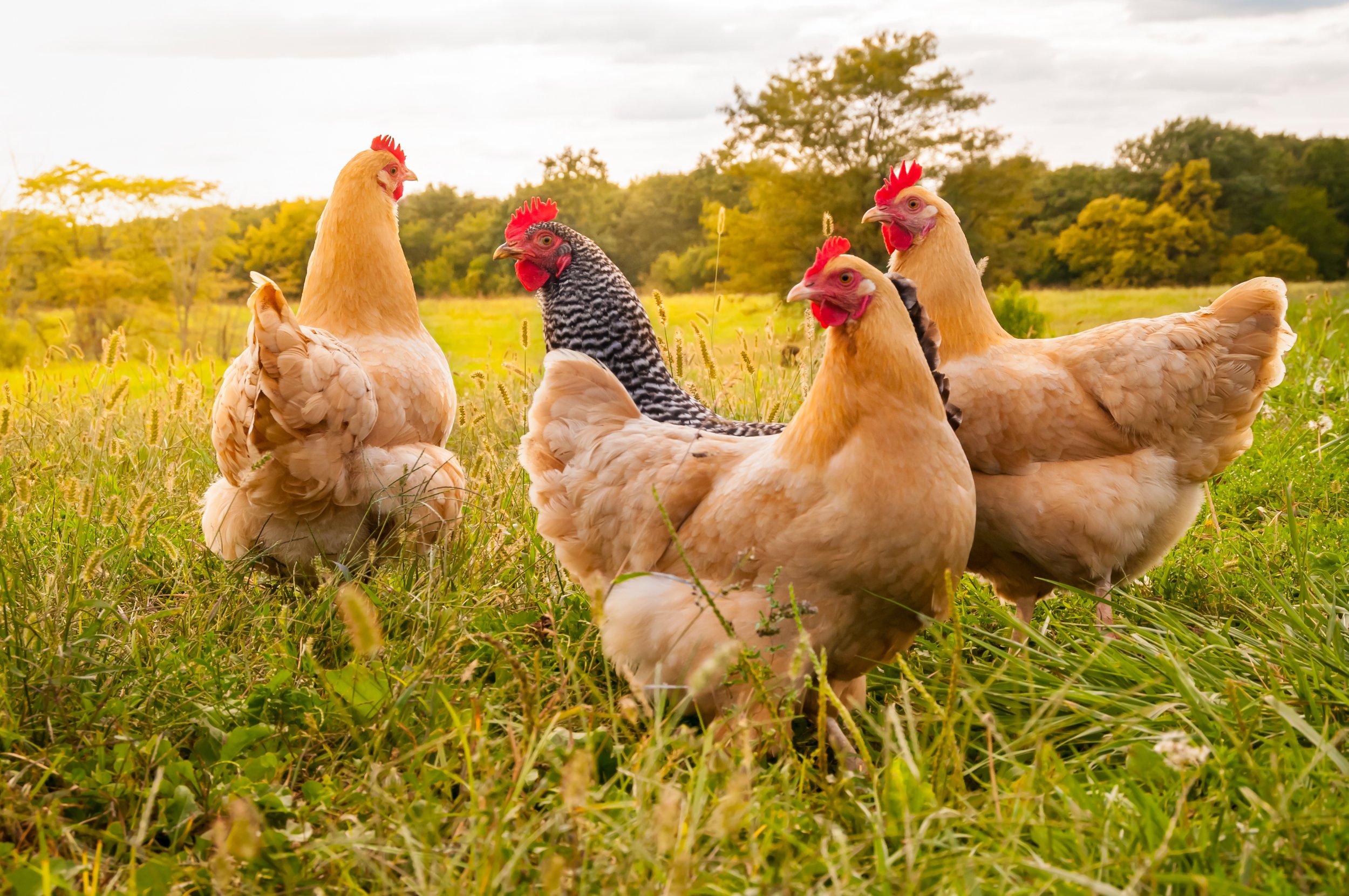 Nutrifen healthy chickens in a field