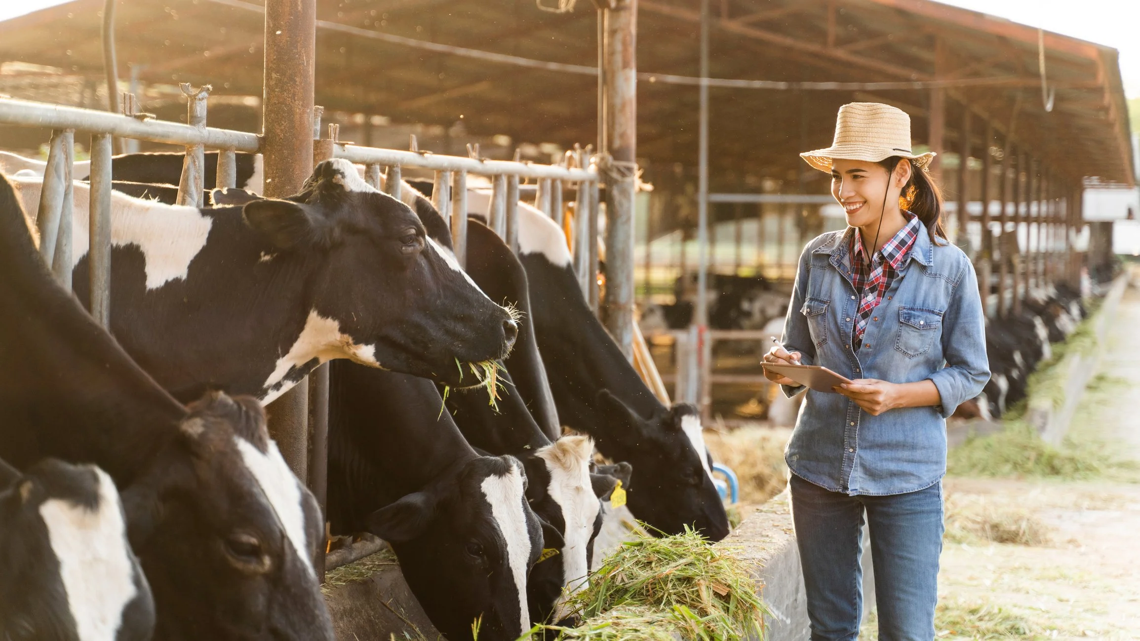 cows eating grass with Nutrifen, farmer smiling