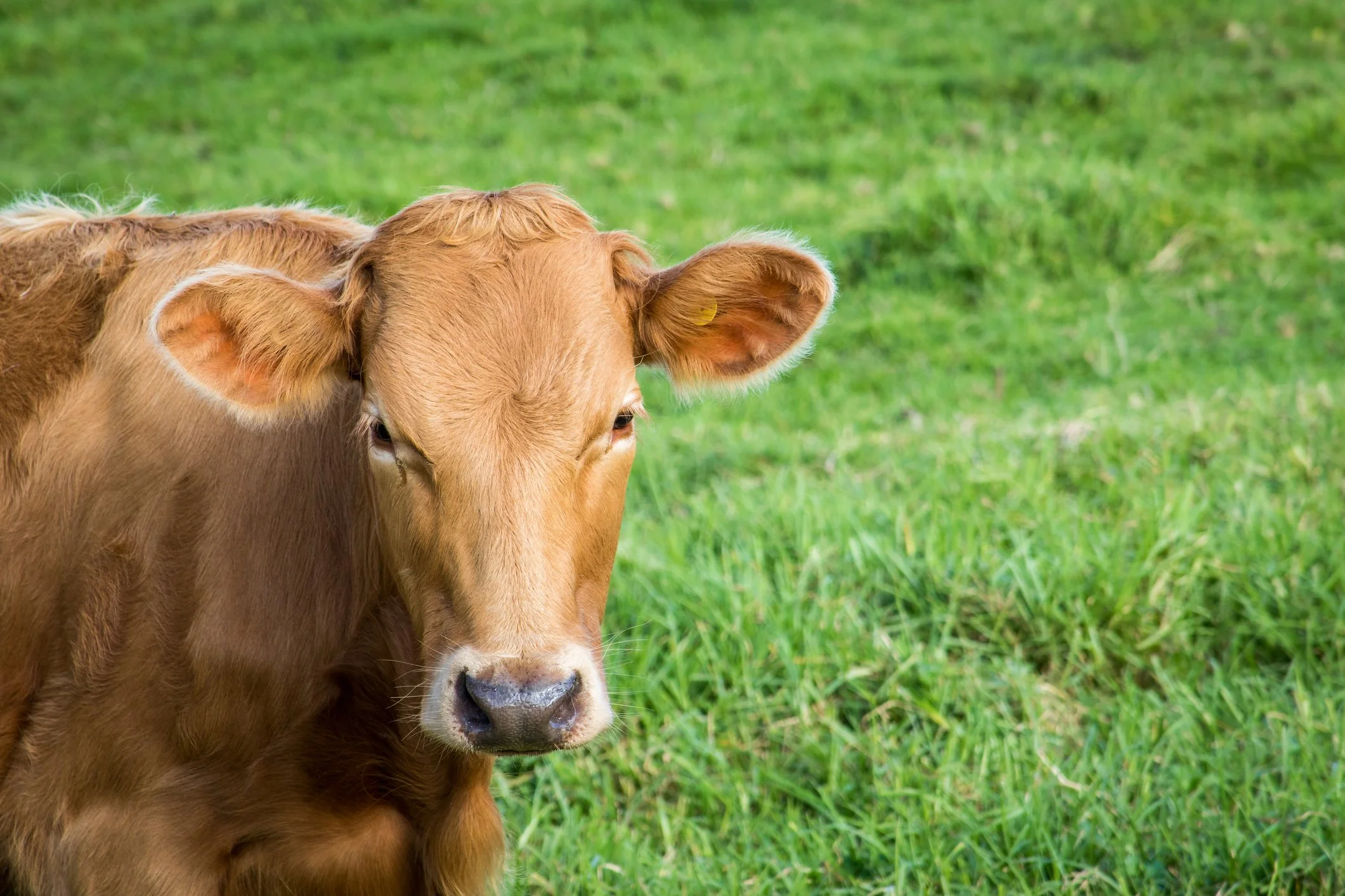beef and cattle, cow looking forward, Nutrifen