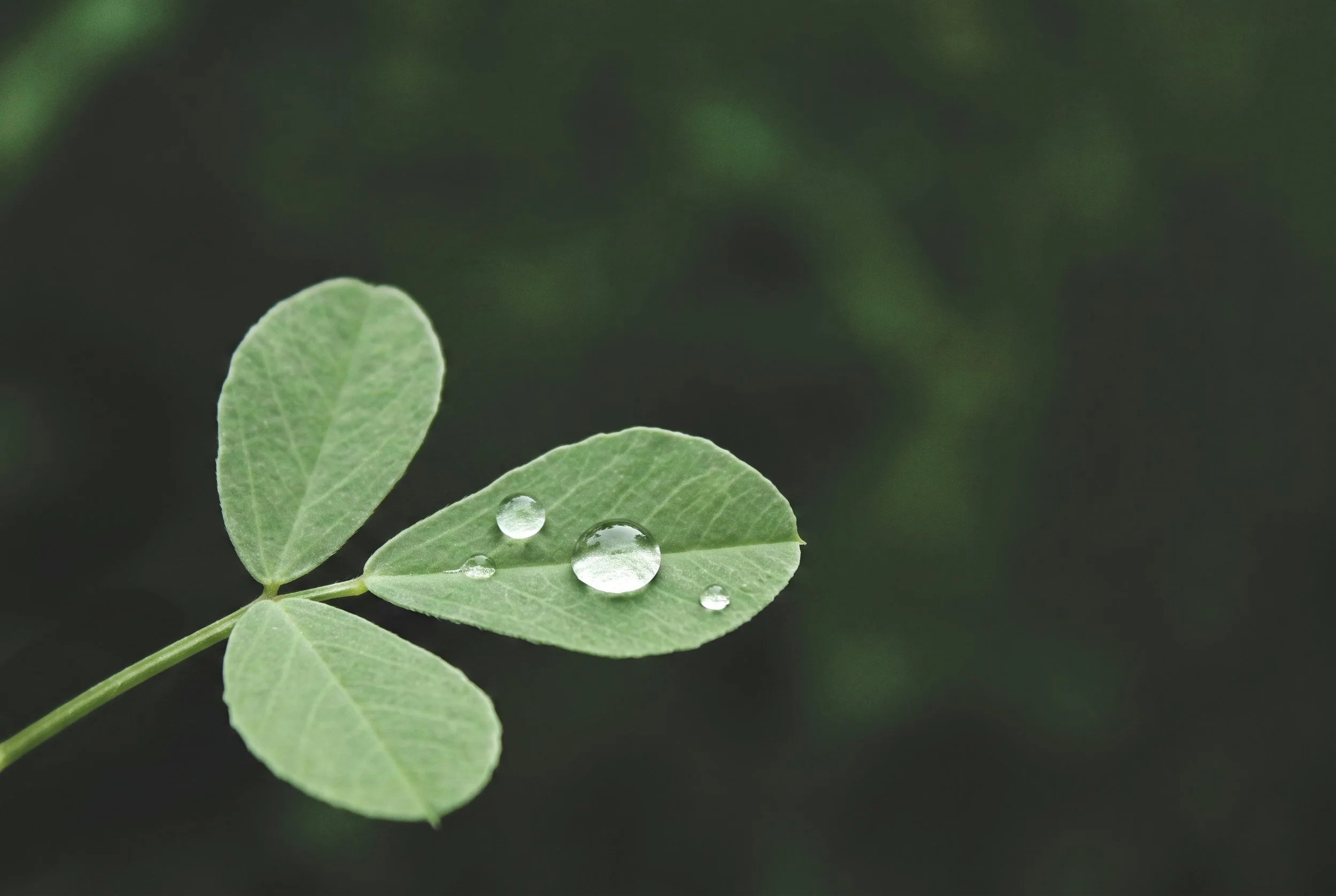 fenugreek leaf used to make nutrifen, an animal feed additive