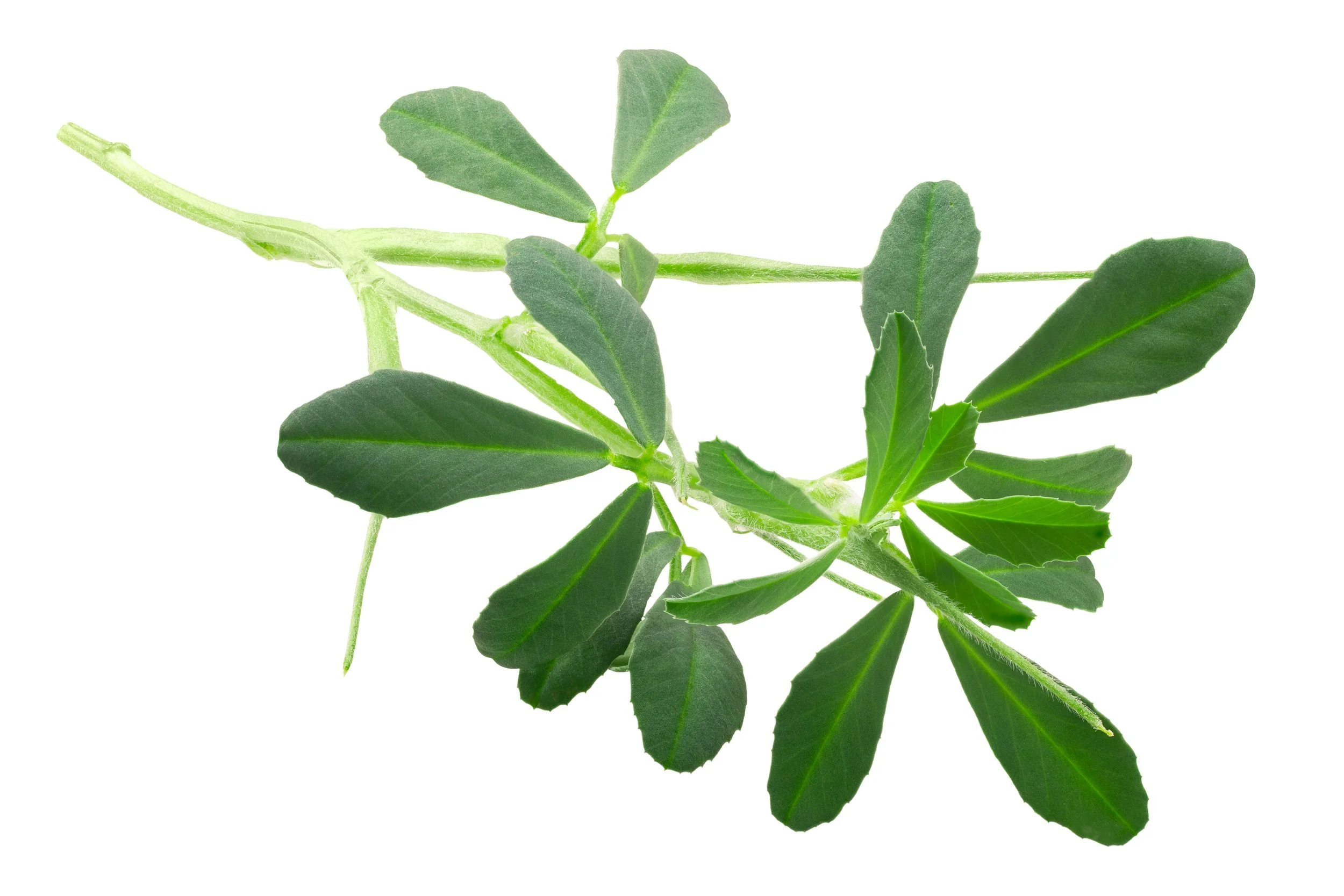 the fenugreek plant and leaves