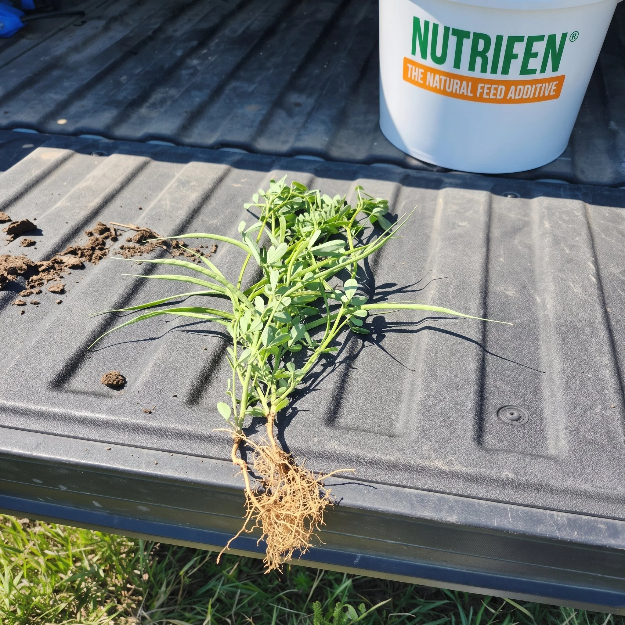 fenugreek plant next to a Nutrifen bucket