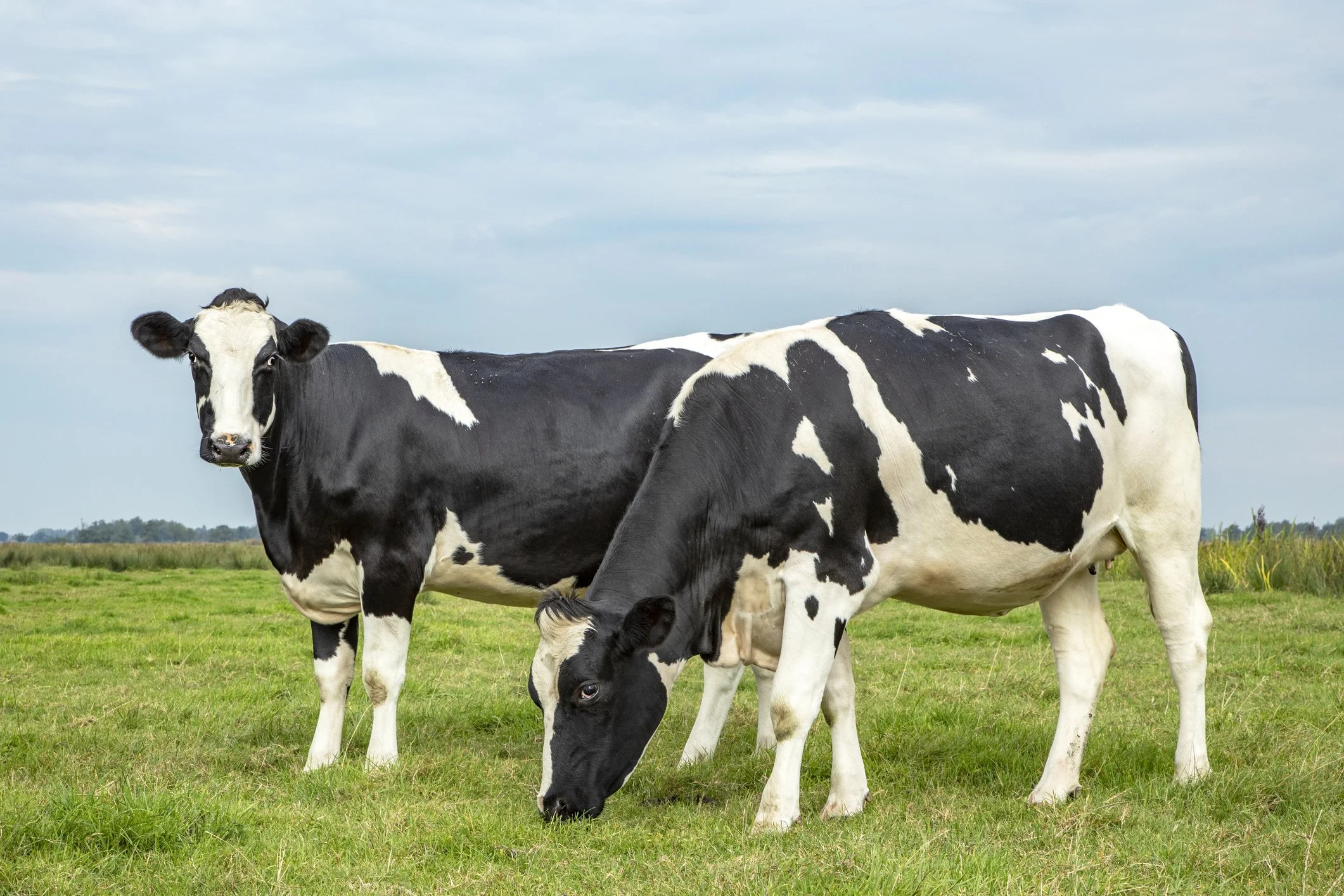 dairy holstein cows in field