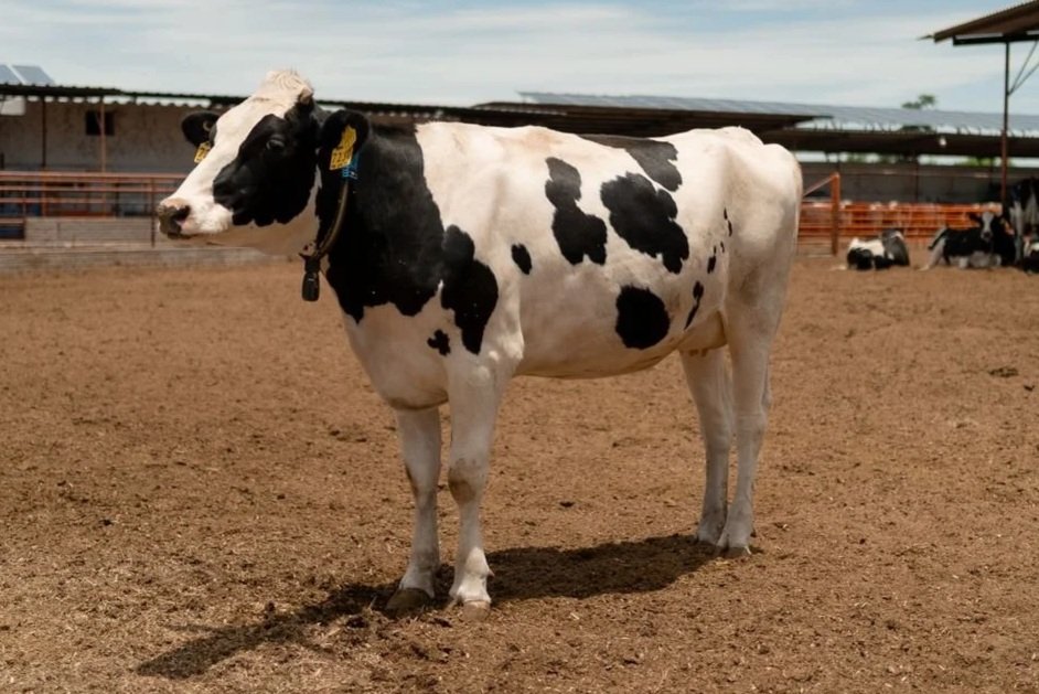 dairy holstein cow that uses Nutrifen fenugreek supplement