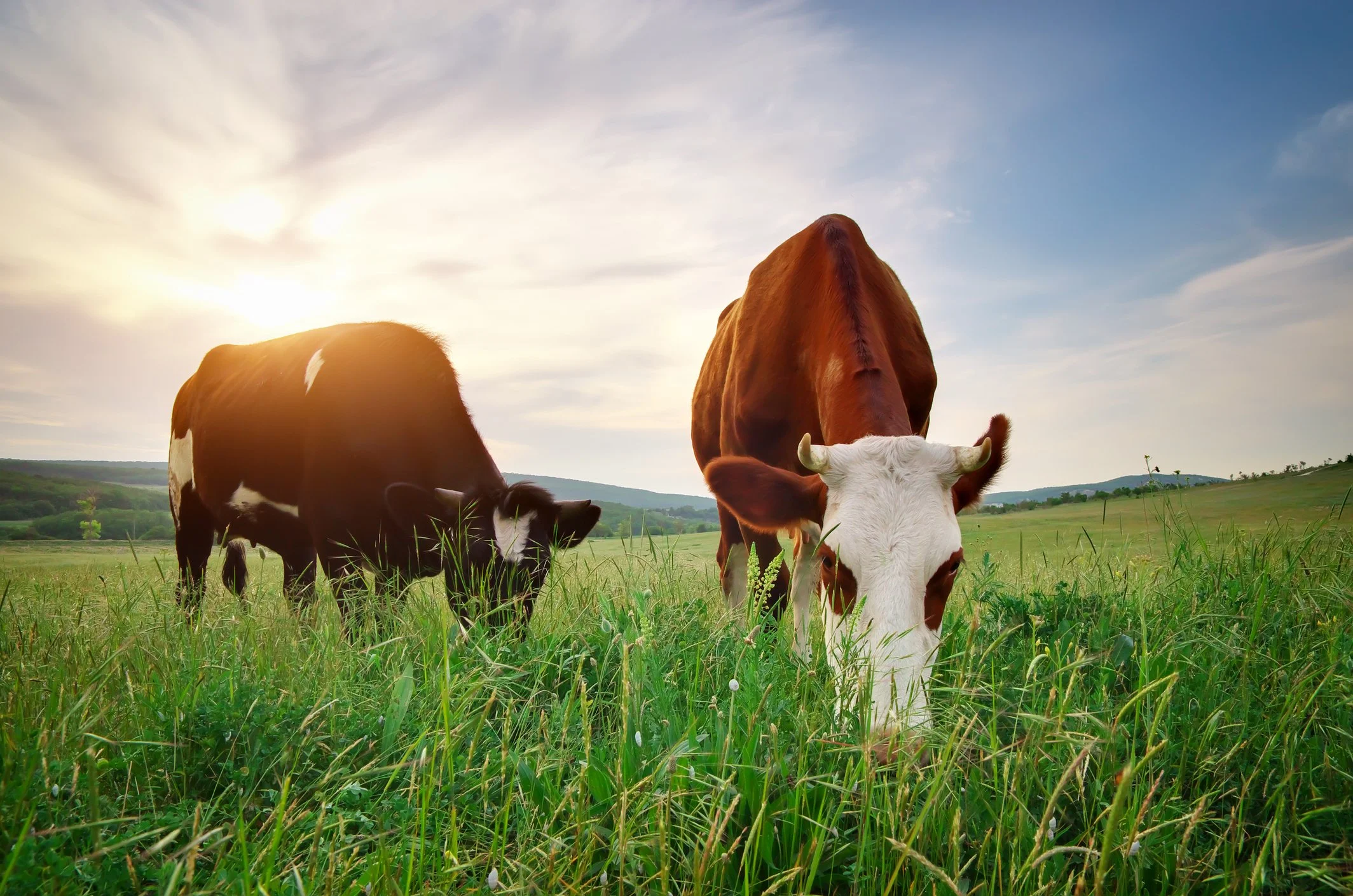 Cattle Beef Cows eating grass, Nutrifen Supplement for Animals