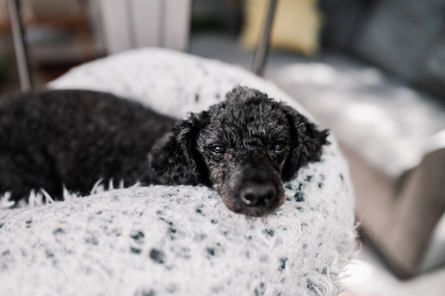 A small black puppy lying on a soft, textured blanket, resting its head and looking towards the camera with partially open eyes.
