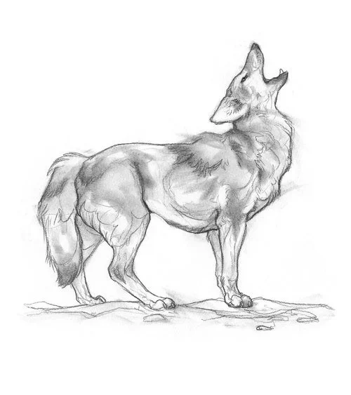 CoyoteHowl-BrynnMetheney.jpg.webp.jpeg