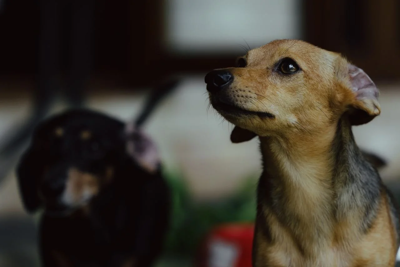 Close-up of a small brown and black puppy looking to the side inside a home.