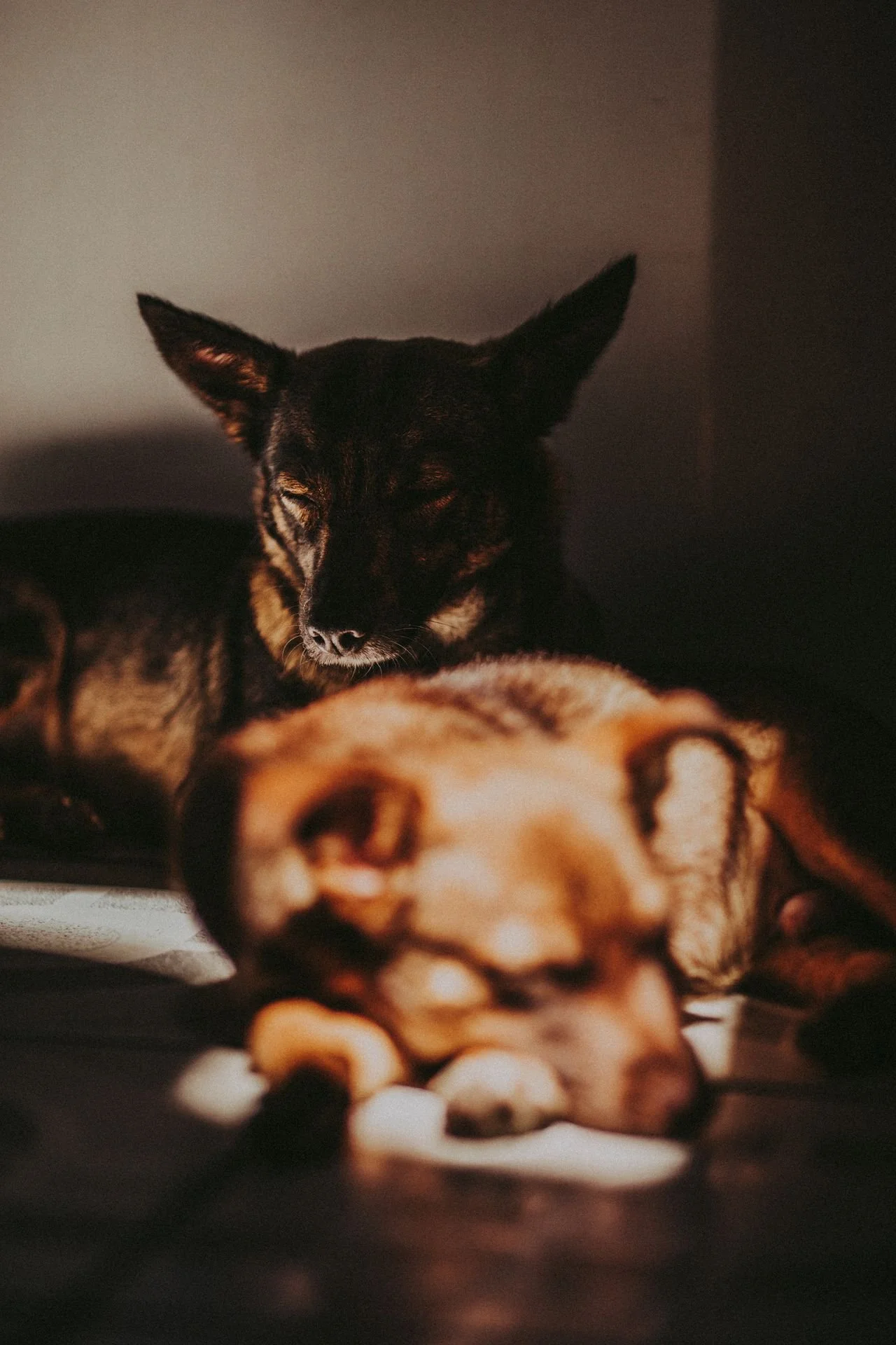 A black and brown cat with closed eyes resting above a sleeping dog with a black and tan face, both lying on a surface with scattered white and dark objects around them.