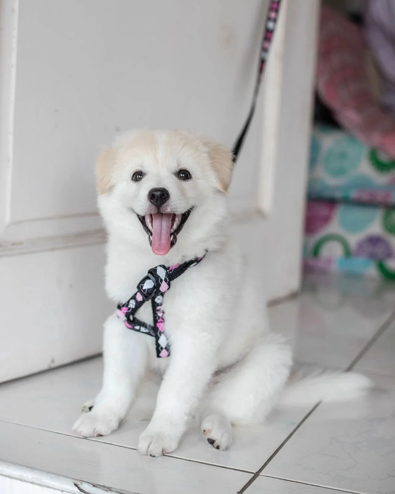 A happy, fluffy white puppy with light brown ears sitting on a tiled floor, wearing a black, pink, and white patterned harness, with its tongue out and mouth open in a smile.