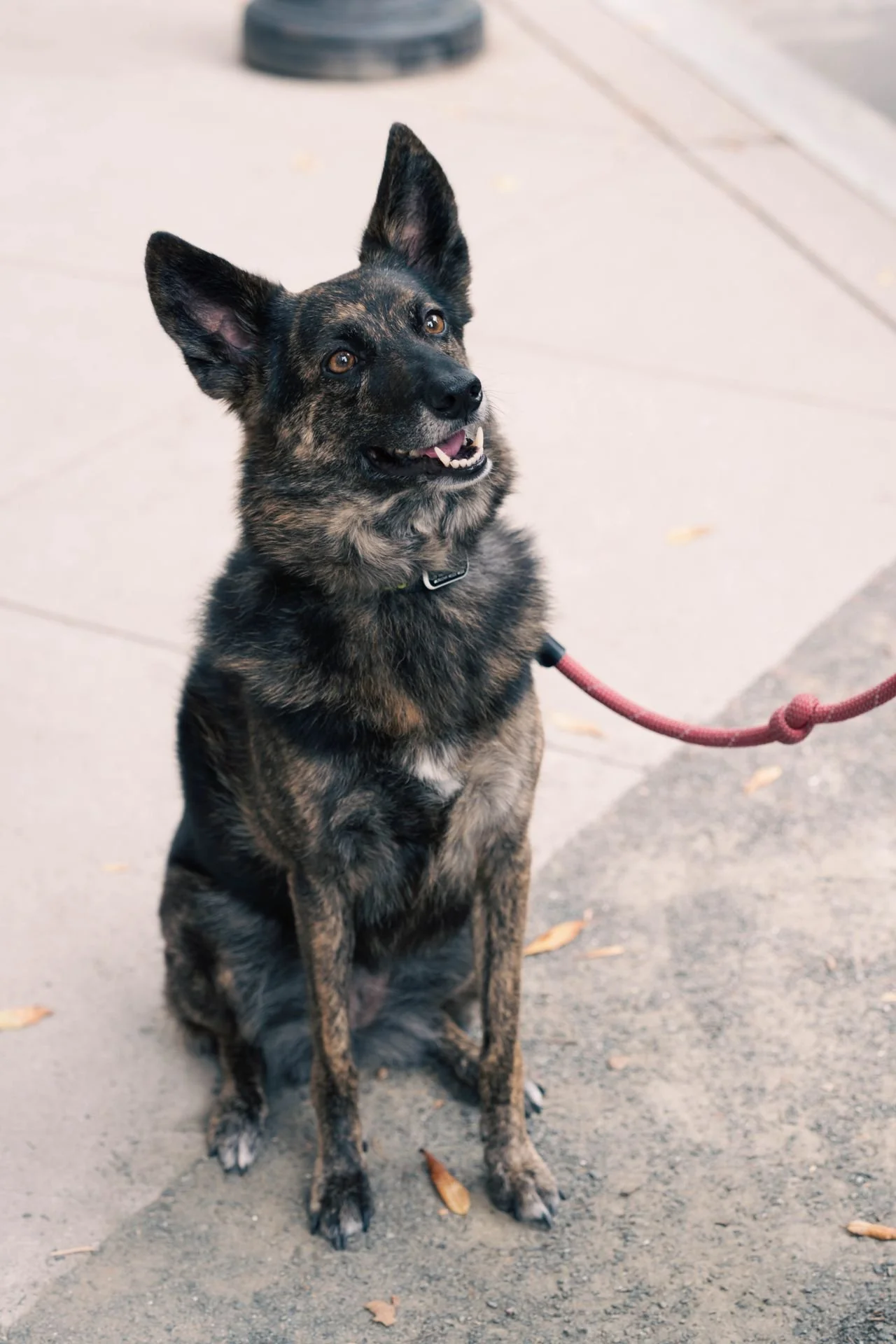 A mixed-breed dog with black and brown fur, sitting on a sidewalk, wearing a red leash, looking up with alert ears and a happy expression.