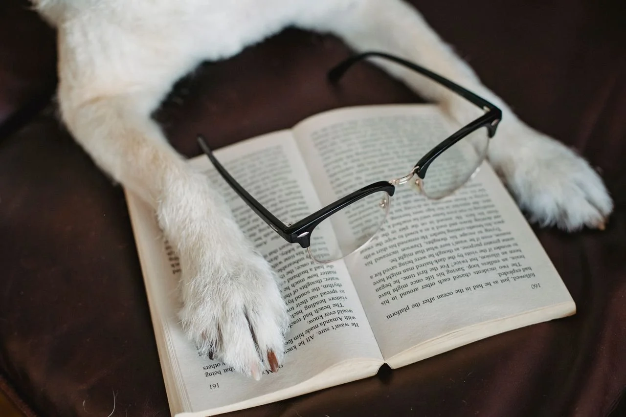 A pair of reading glasses placed on an open book, with a white and black cat lying with its paws on the book, on a dark surface.