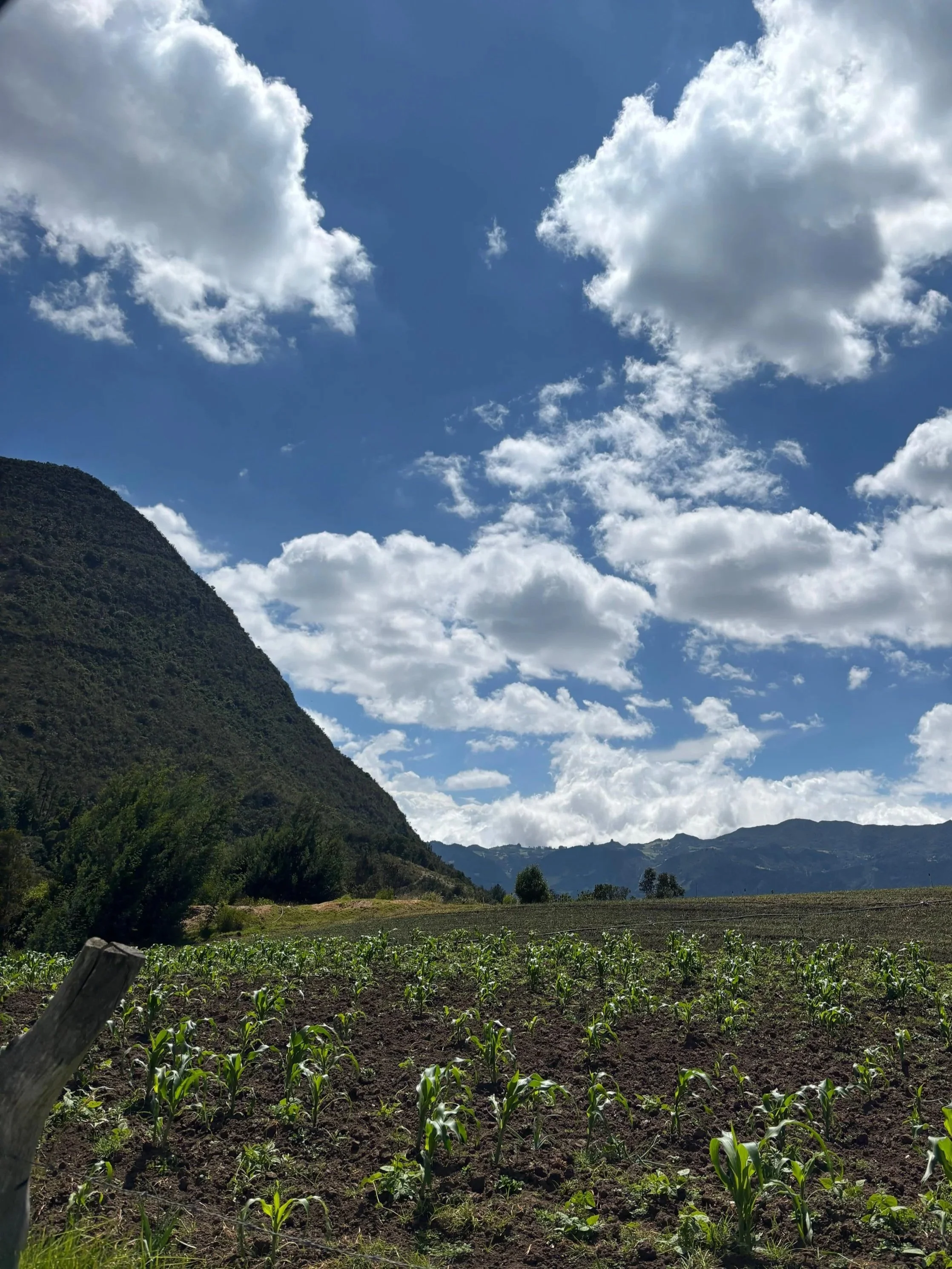 A cultivated field with young green plants, surrounded by mountains in the Colombian countryside