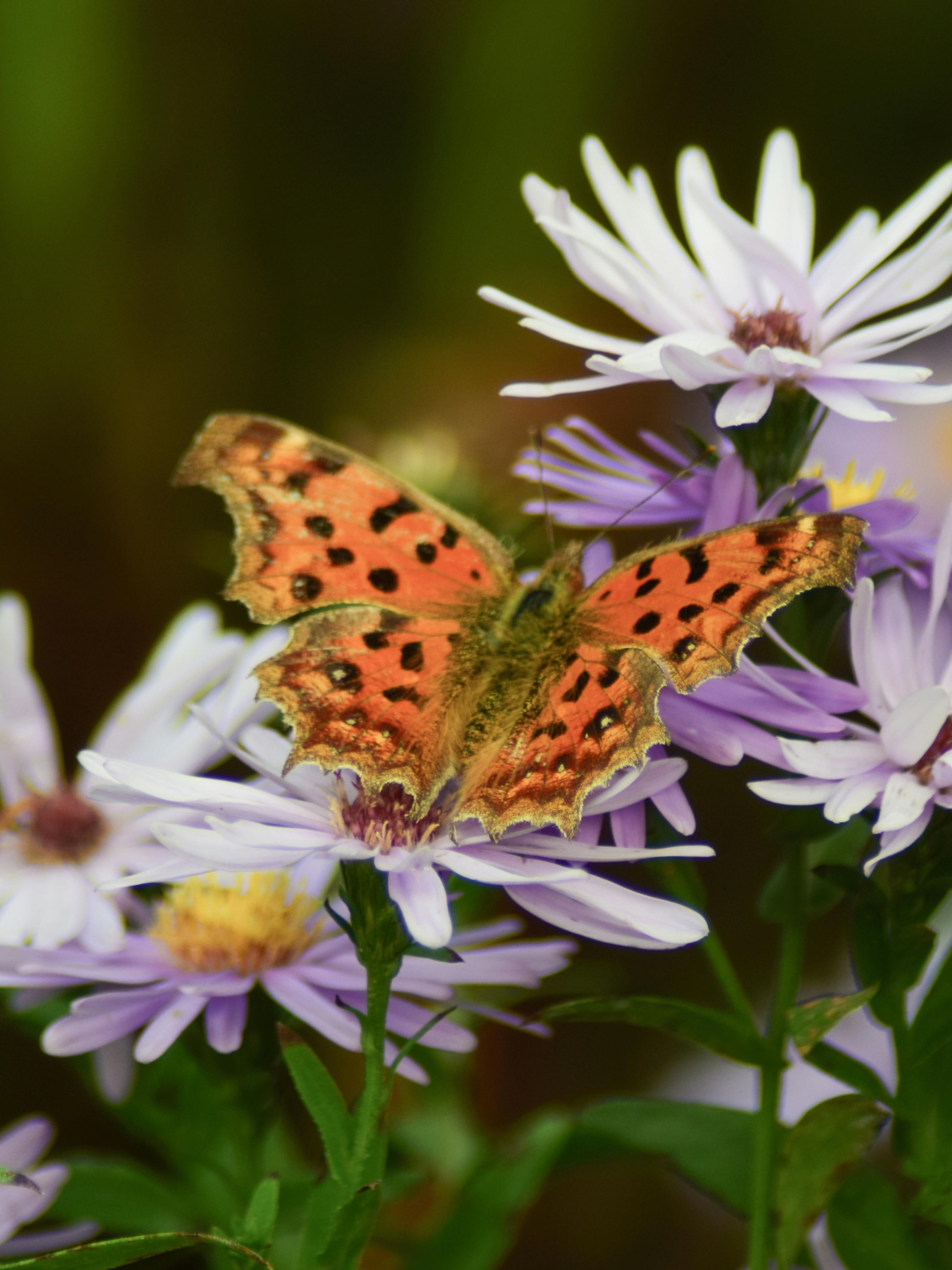 An orange butterfly with black spots on purple and white flowers.