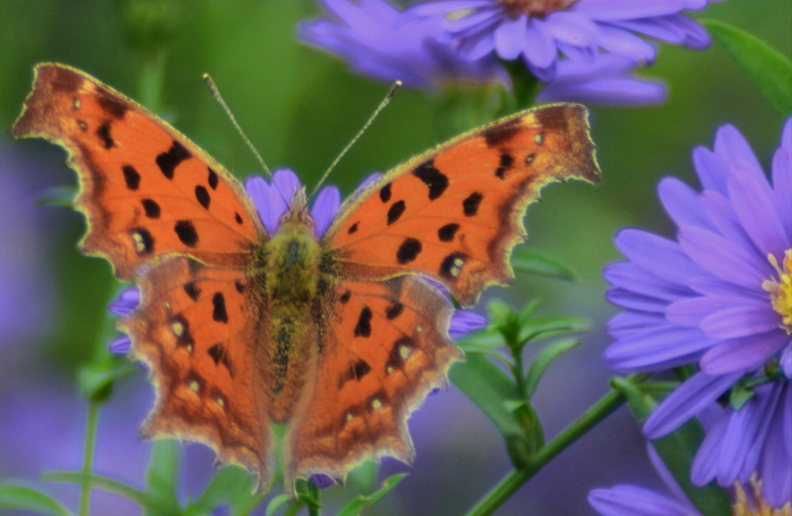 Orange butterfly with black spots perched on purple flowers.