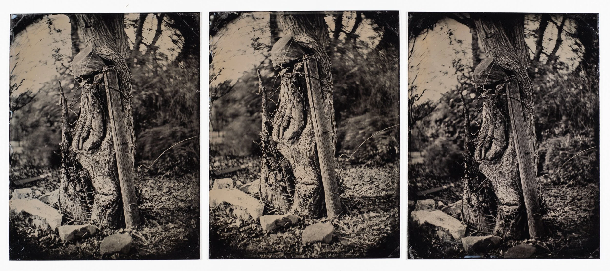 13.75 x 6 in. wet collodion triptych, 2019