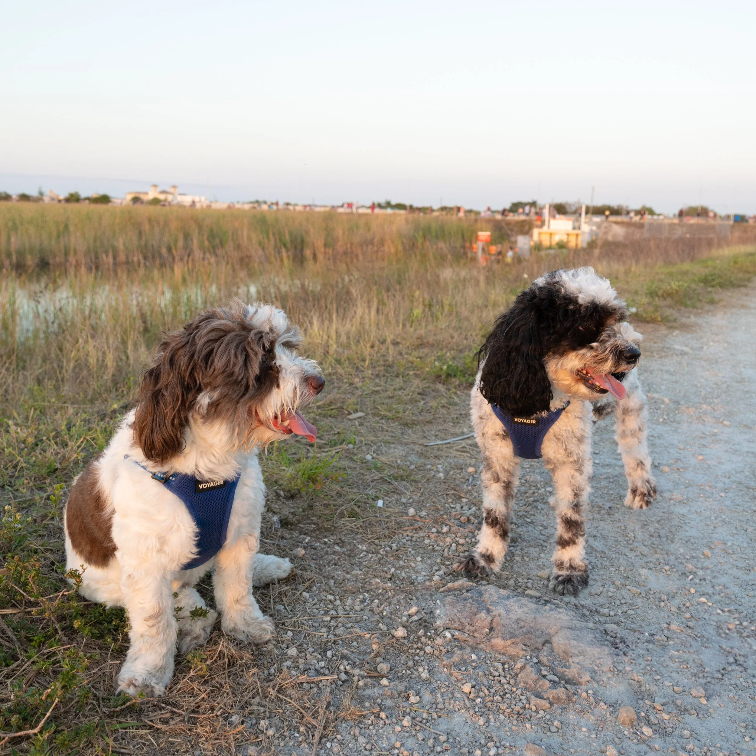 Two dogs wearing harnesses standing outdoors on a dirt path with grassy field and distant buildings in the background.