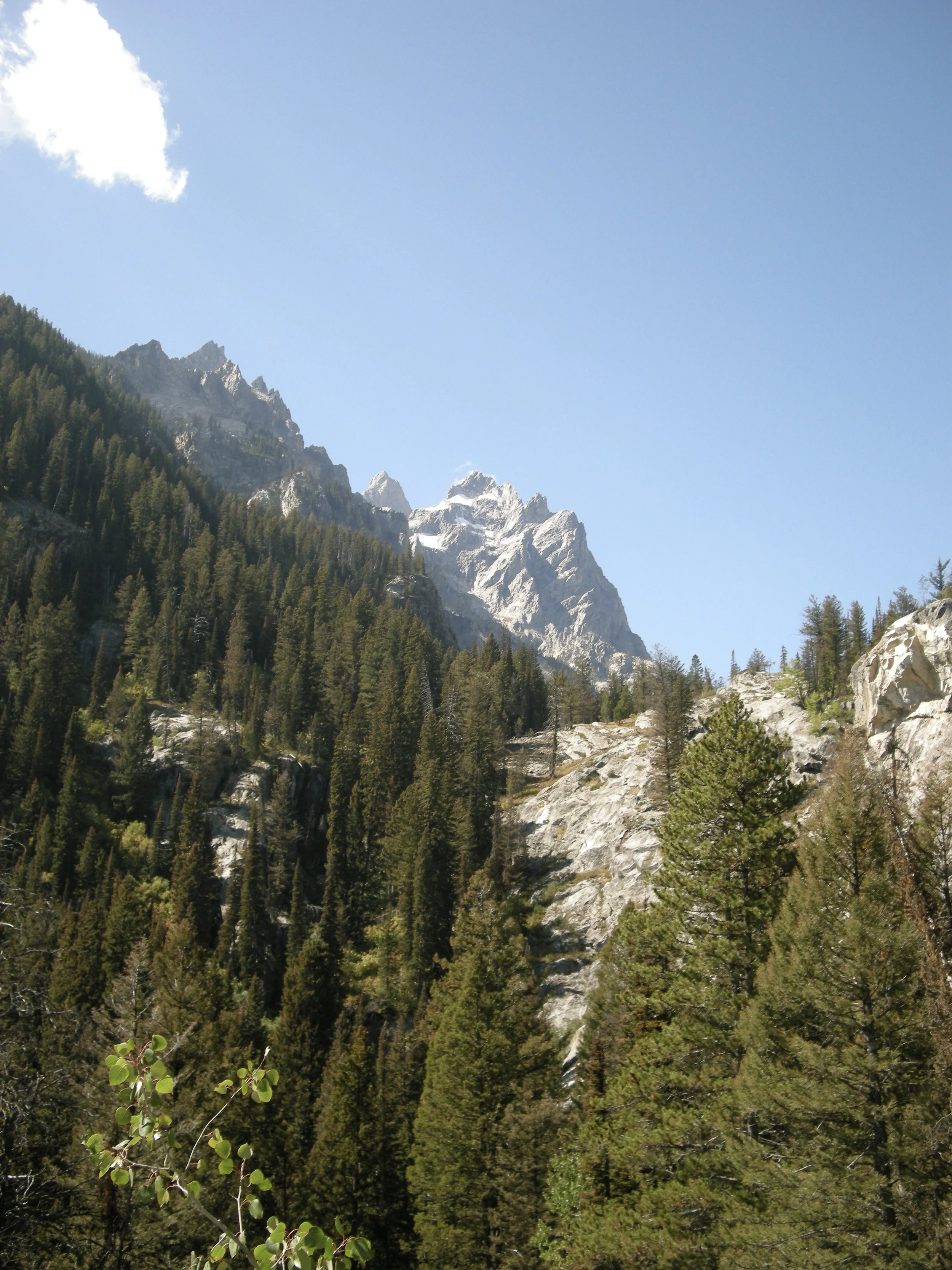 A mountain landscape with rocky peaks, surrounded by dense green pine trees under a clear blue sky.