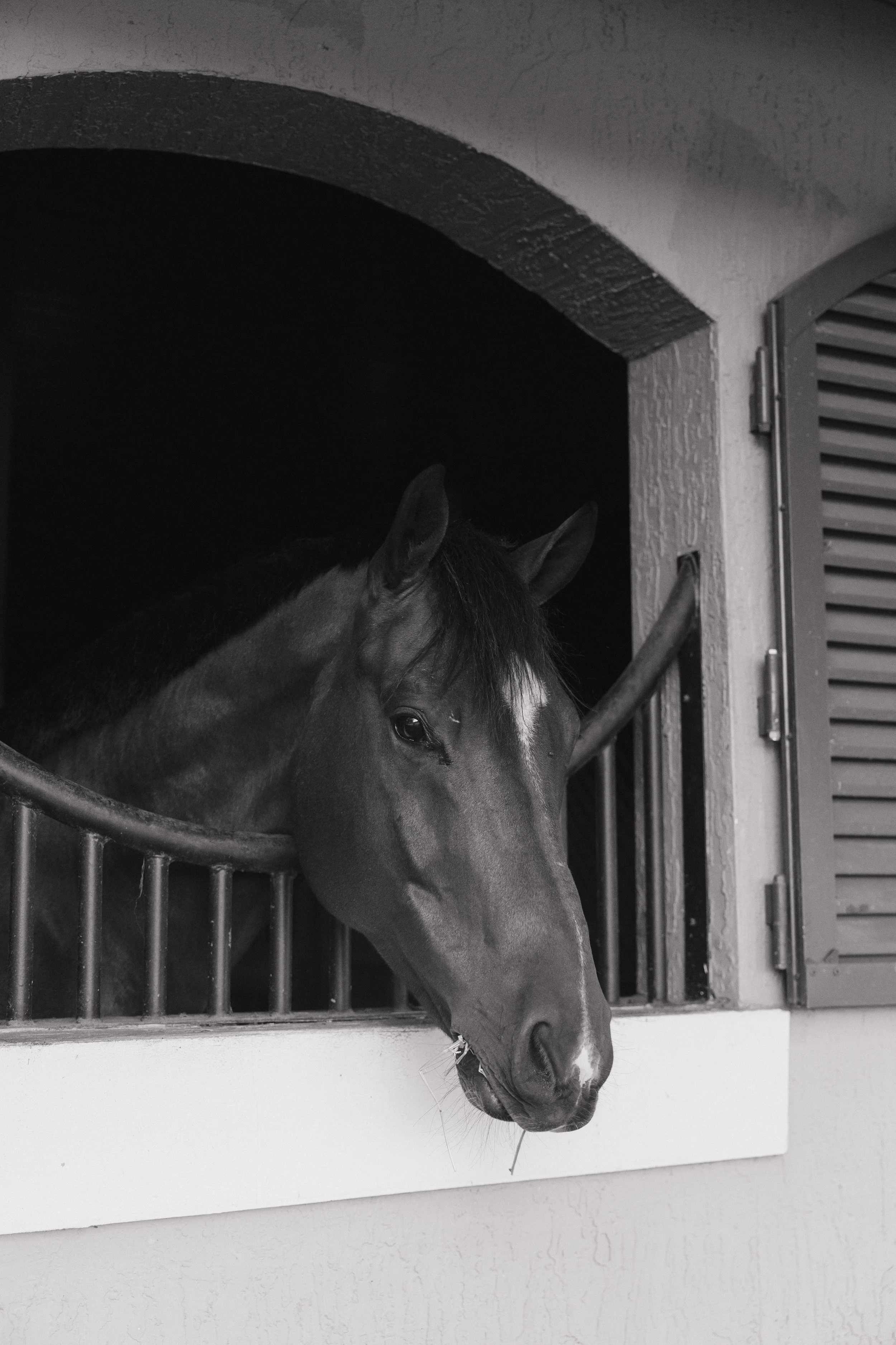 A horse with a dark coat and a white blaze on its face, standing in a stall with wooden bars.