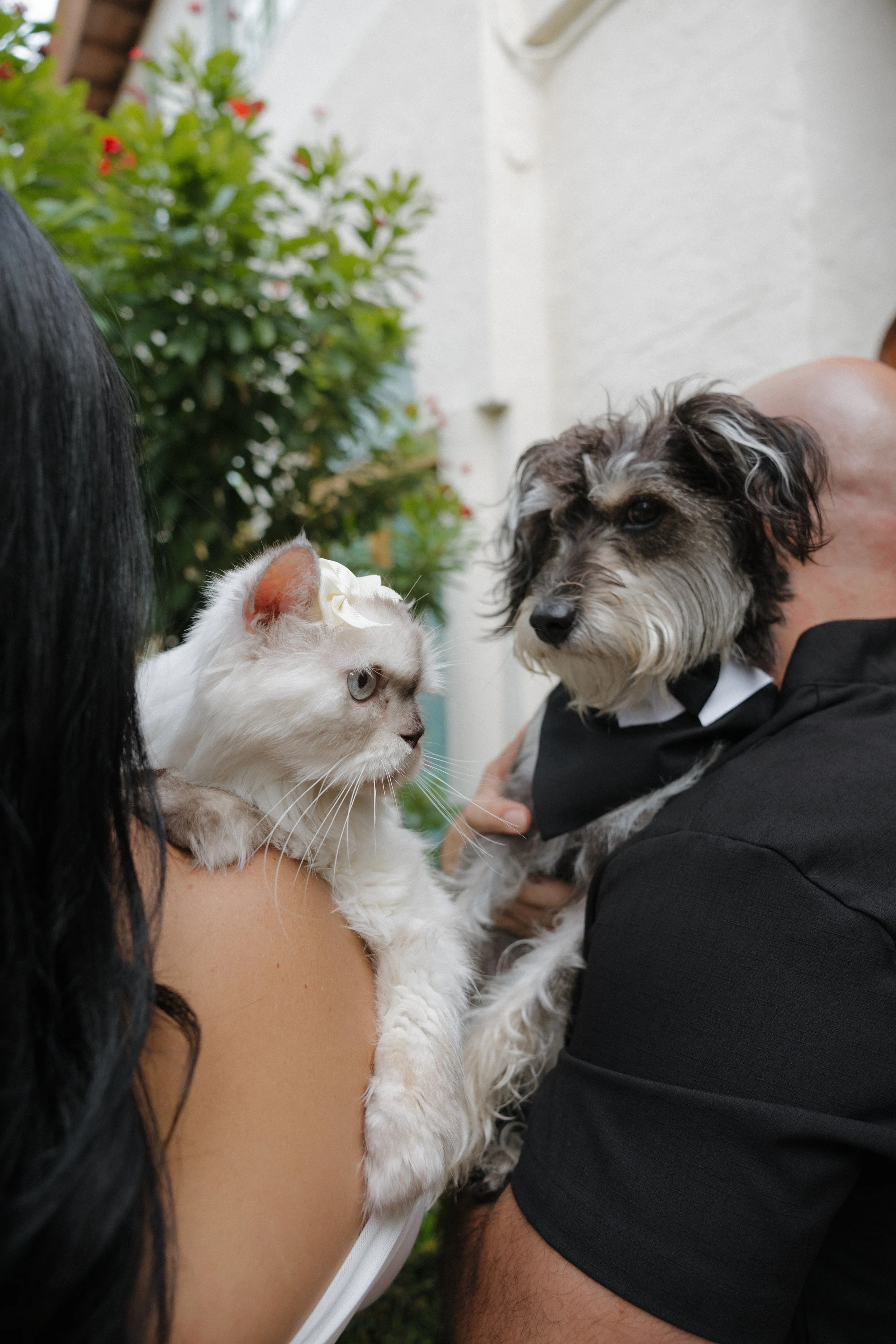 A woman holding a white cat with a bow in its ear and a man holding a dog in a tuxedo, outdoors with greenery in the background.