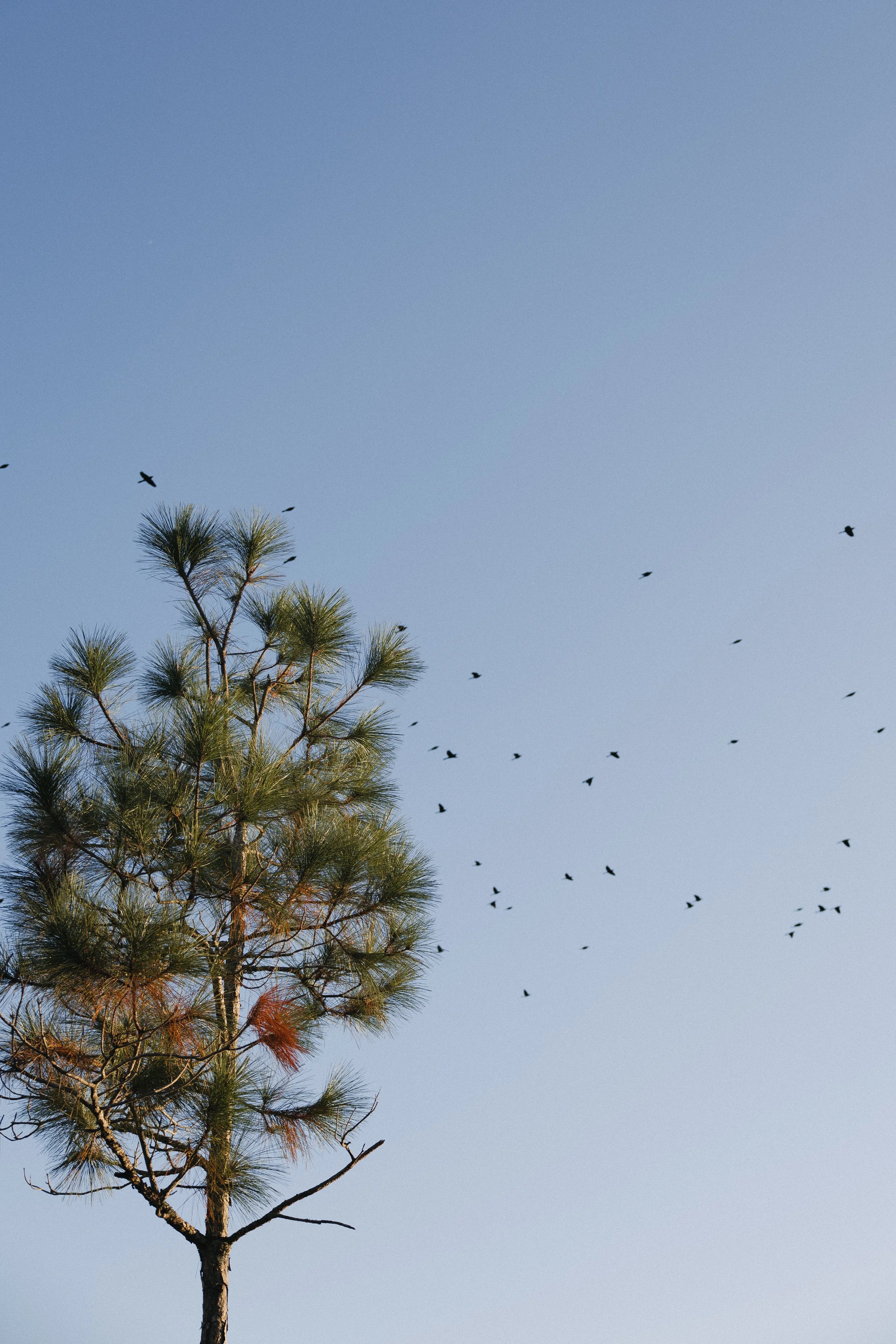 A tall pine tree with green needles and small branches reaching up into a clear blue sky, with a flock of birds flying overhead.