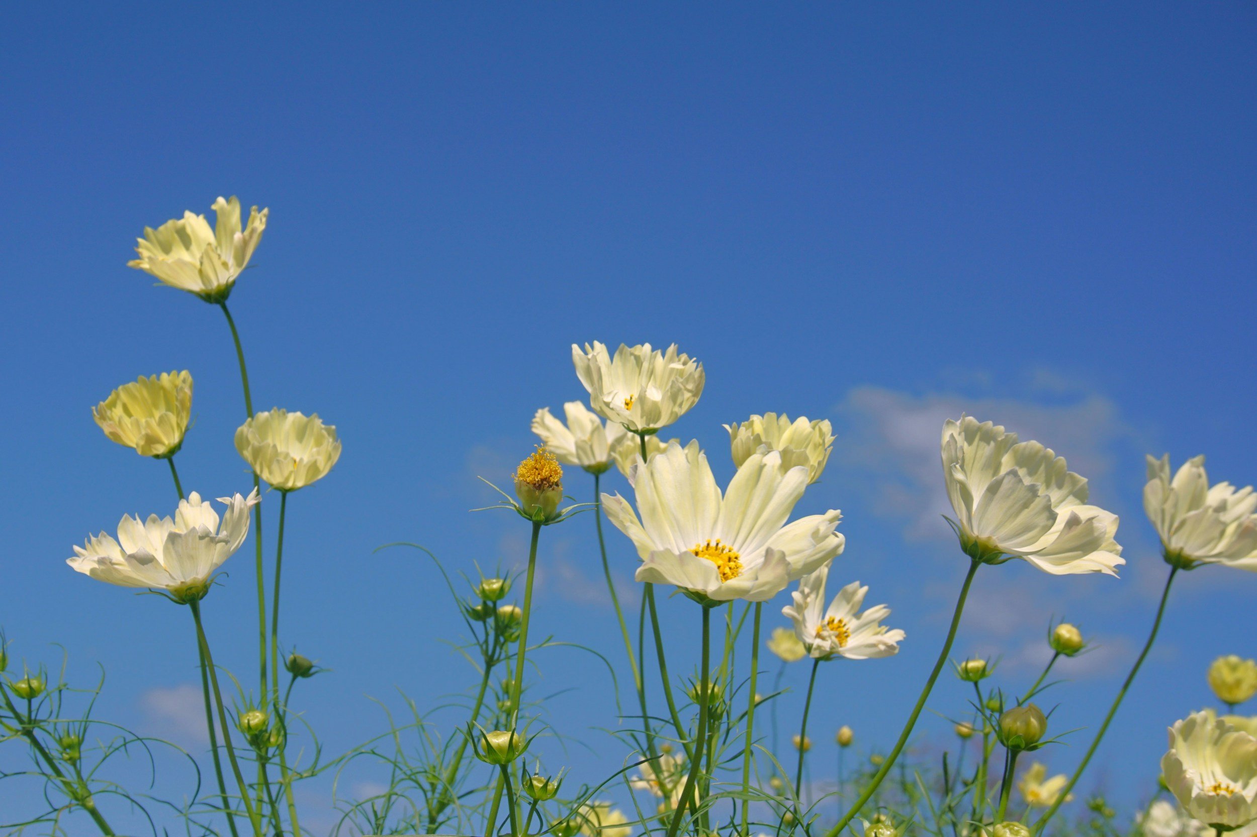 Yellow and white flowers blooming against a bright blue sky.