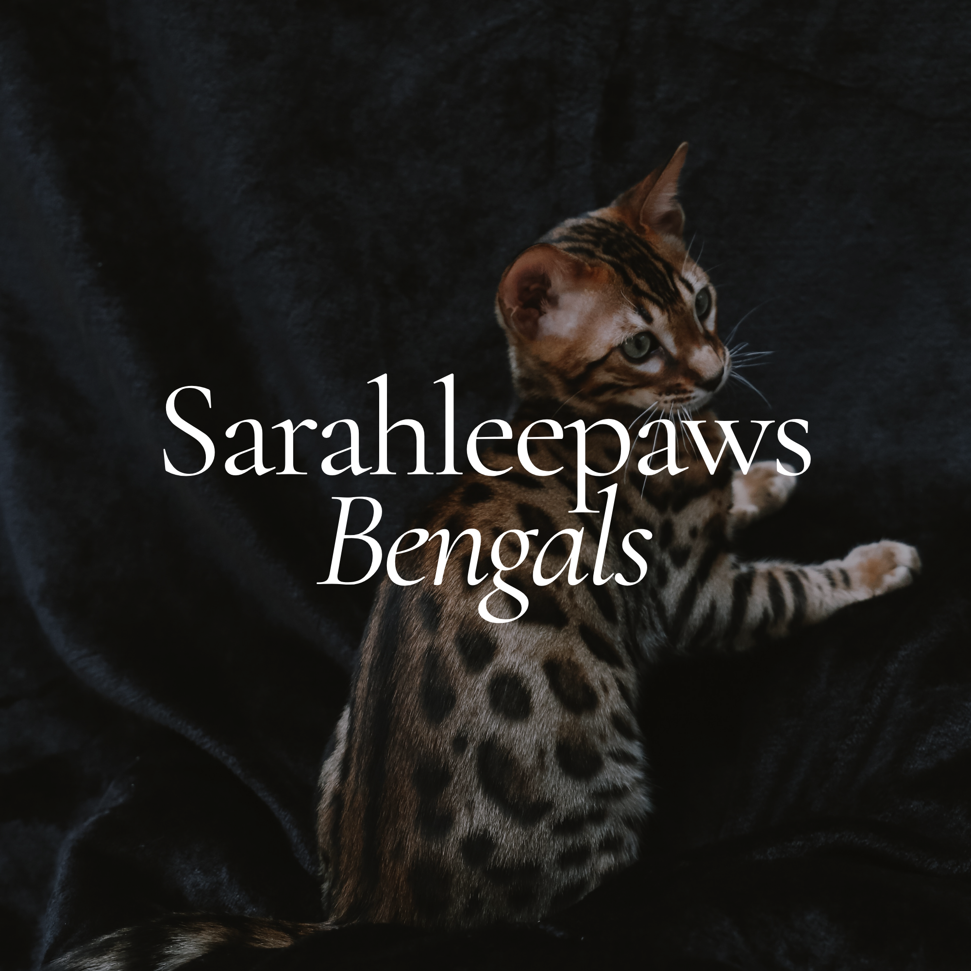 Close-up of a Bengal cat with striking green eyes, lying on a dark, textured blanket.