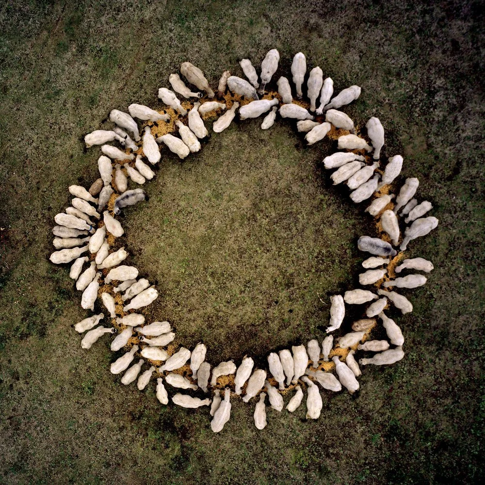 Sheep Circle, 2004
Digital Print Mounted on Diasec
Dimensions Variable

Círculo de Borregos, 2004
Impresión Digital Montada en Acrílico por Emulsión (Diasec)
Dimensiones Variables