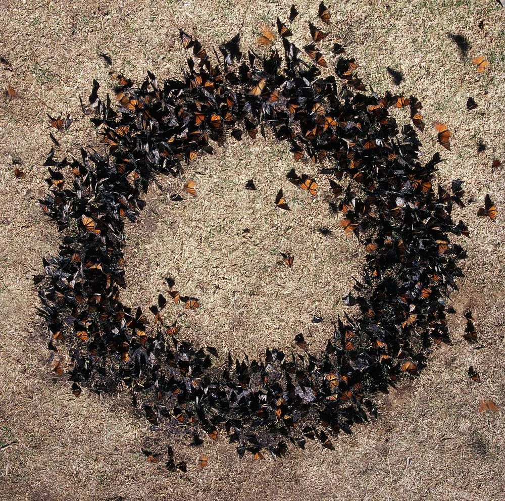 Butterfly Circle, 2004
Digital Print Mounted on Diasec
Dimensions Variable
Cículo de Mariposas, 2004

Impresión Digital Montada en Acrílico por Emulsión (Diasec)
Dimensiones Variables
