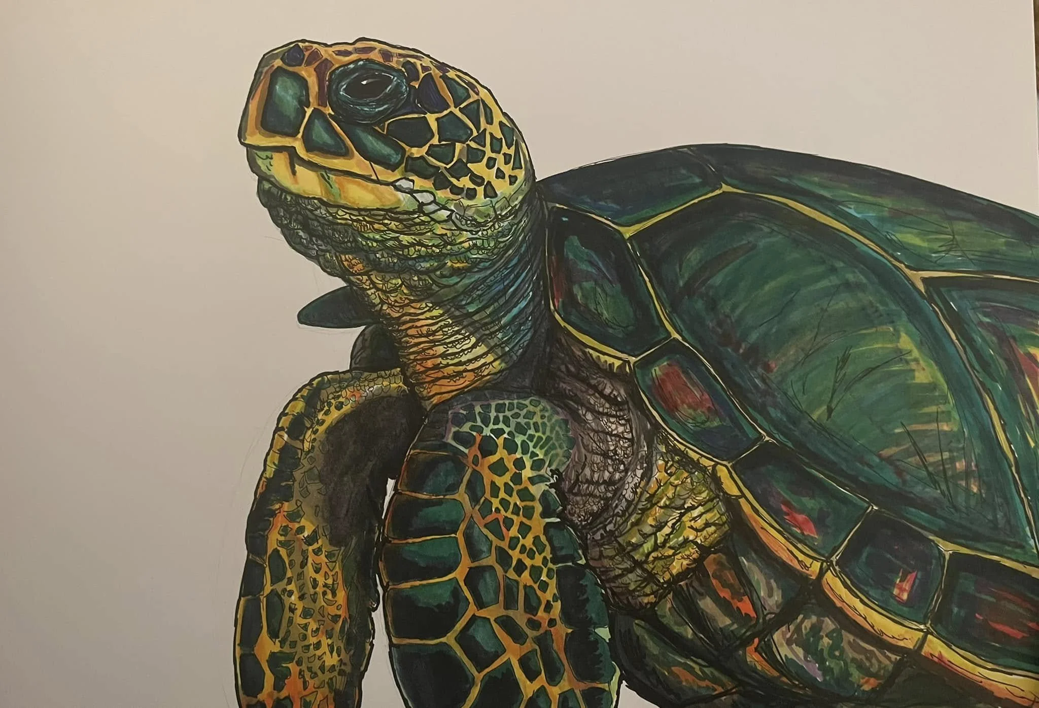 Colorful illustration of a sea turtle with intricate patterns on its head and shell, set against a plain white background.