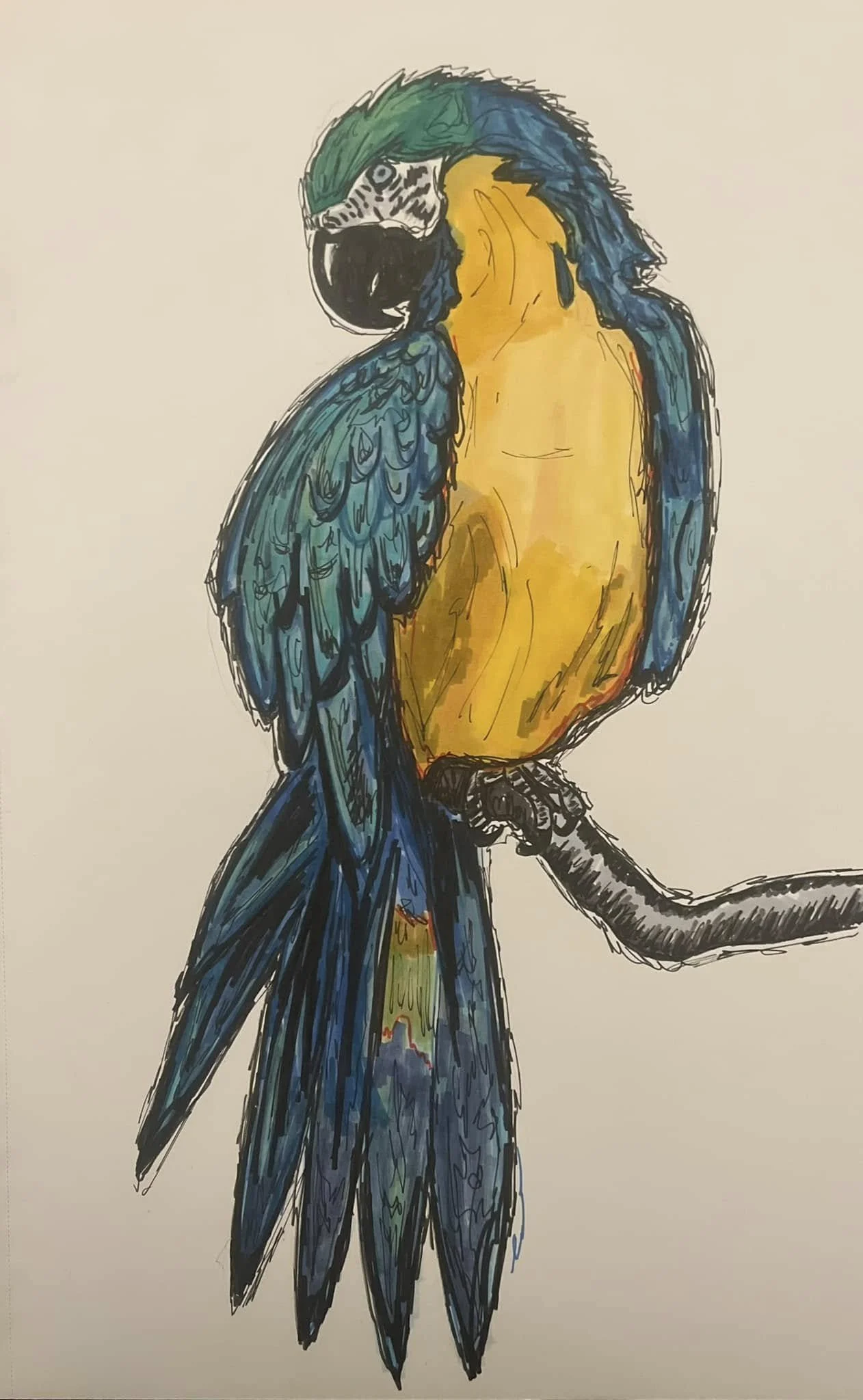 Hand-drawn illustration of a blue and yellow macaw