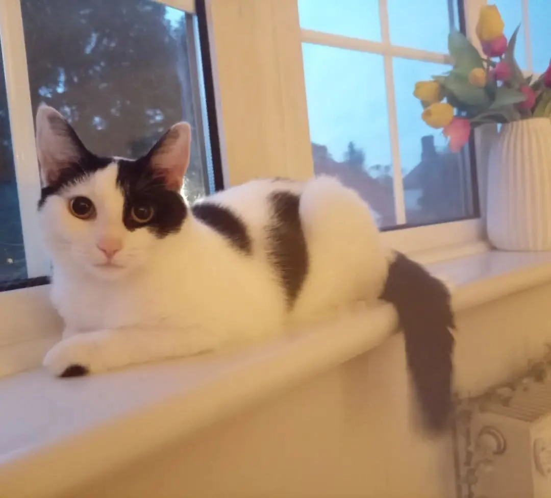 💛💛
. 
. 
. 
. 
. 
. 
. 
. 
. 
#cats #kitten #cute #sweet #beautifulgirl