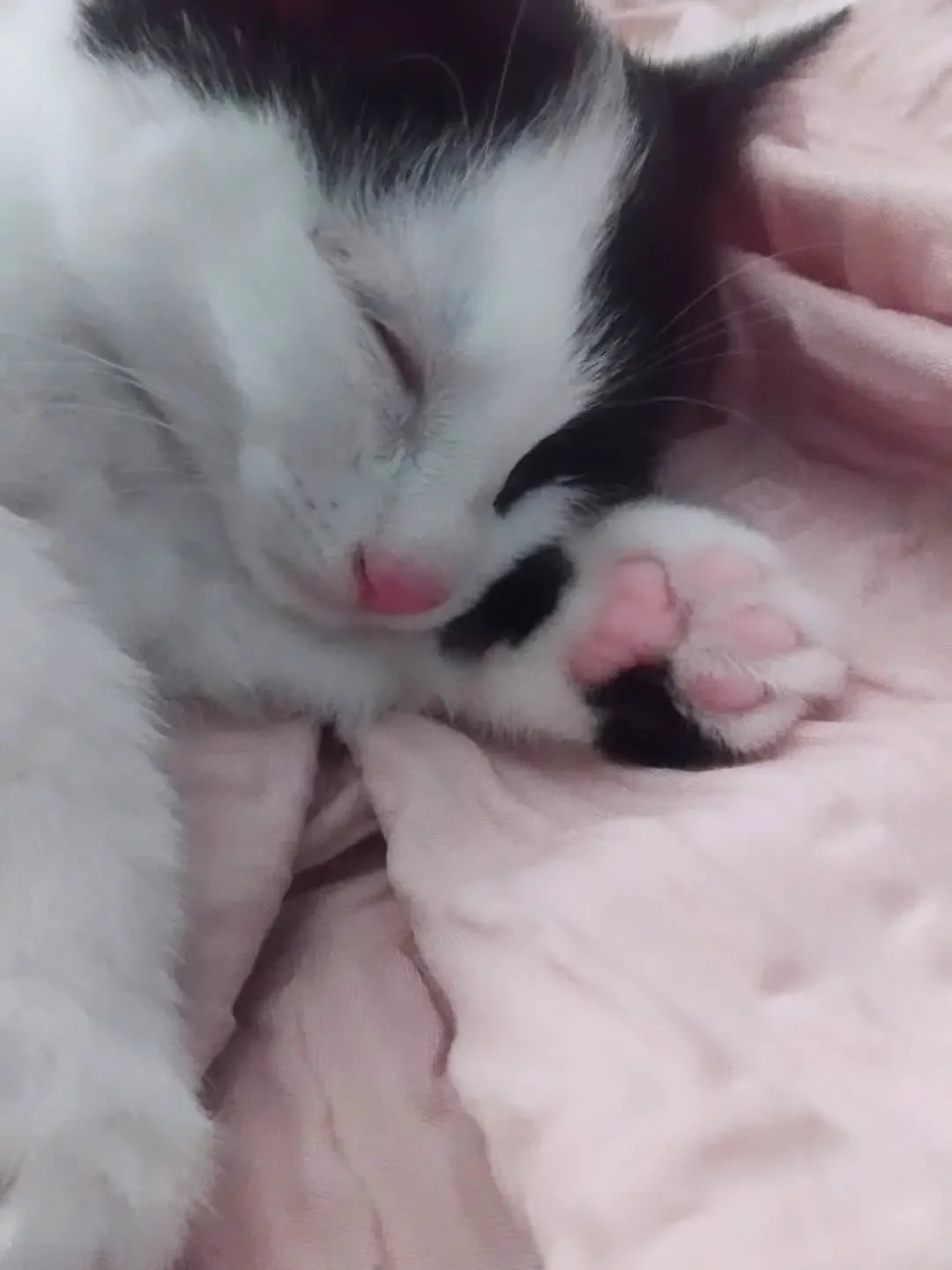Little baby Mavy 💕💛
. 
. 
. 
. 
. 
. 
. 
#toebeans #sleepingkitty #kitten #cat #cute