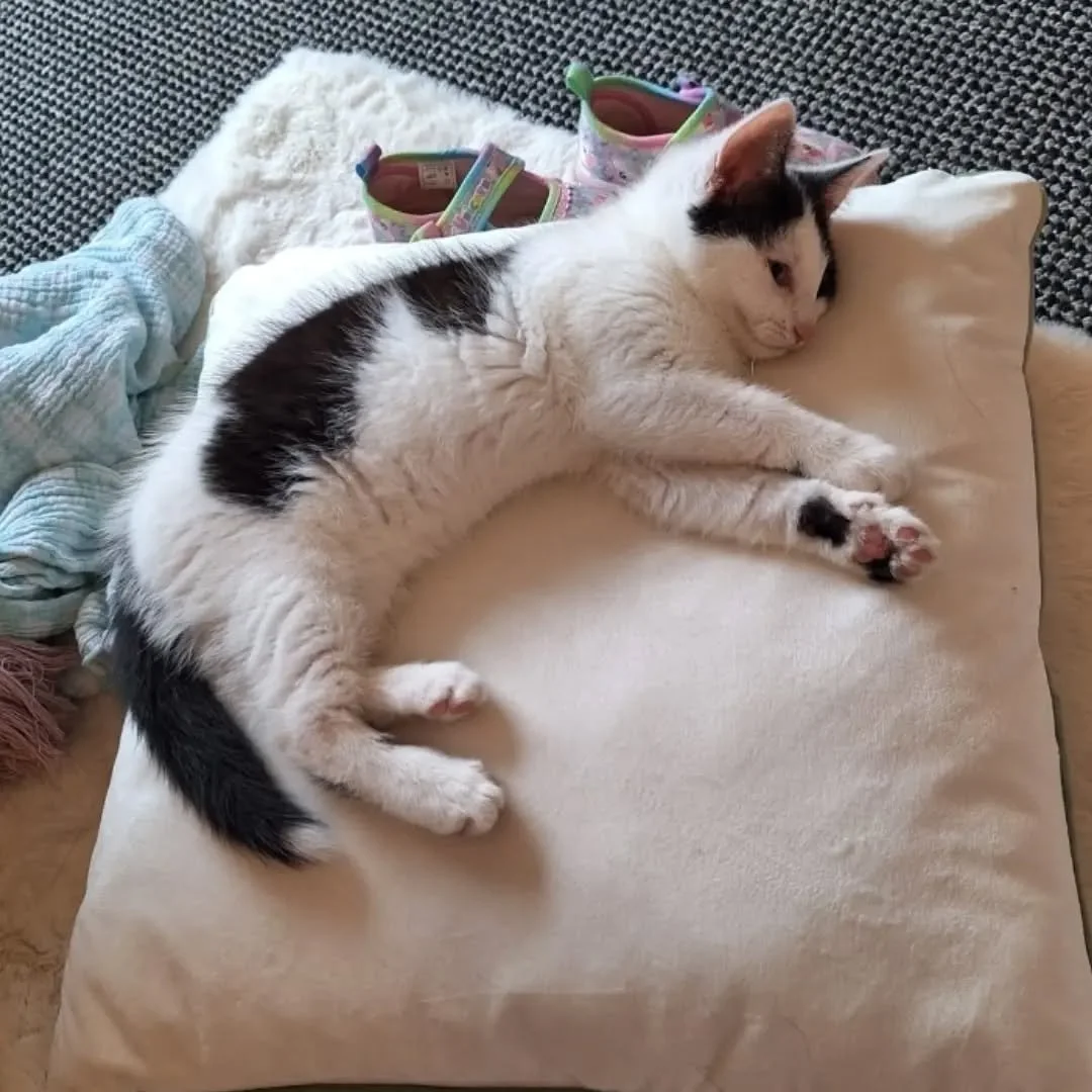 After a hectic play time with two toddlers, I think it's time for naps all round!! 
. 
. 
. 
. 
. 
. 
. 
#pets #cats #kitten #toddlers #nap