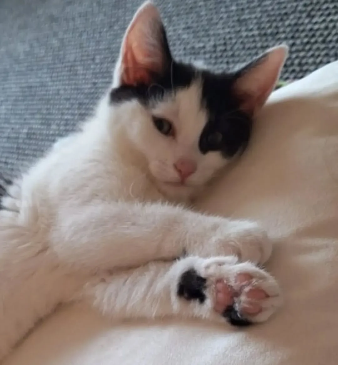 Good Morning, Mavis 🥰
. 
. 
. 
. 
. 
. 
. 
. 
. 
..
#goodmorning☀️ #september #kittenoftheday #catlife🐾 #baby