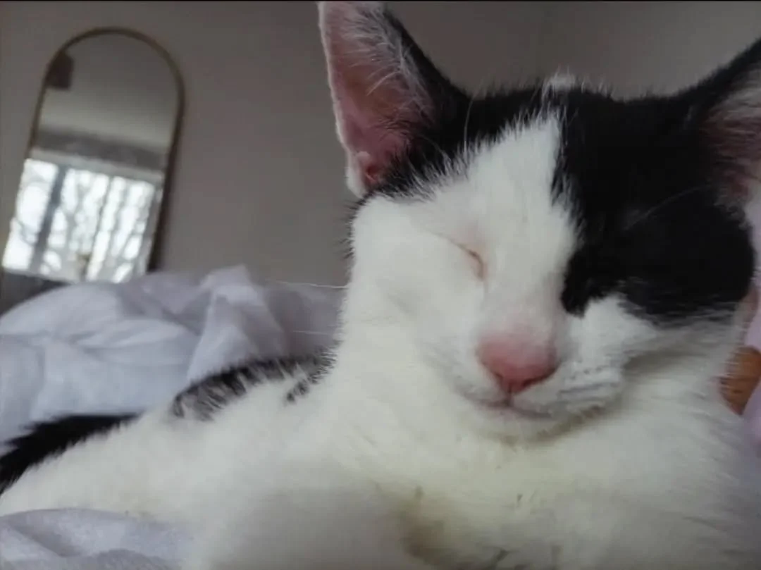 A kitten sleeping on your stomach is a valid excuse for being late, right?!