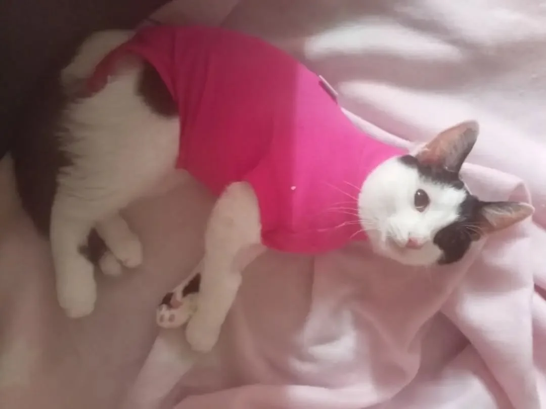 Spayed and ready to party! 🎉 💛💛