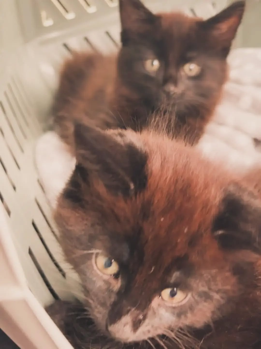 Today I got to meet Mavis' two future besties! Miso &amp; Mochi are brothers that have just been adopted into their forever home. 💕 I'm already looking forward to seeing you again soon. 💛
. 
. 
#kittenoftheday  #catsofınstagram #catlife🐾 #kittenso