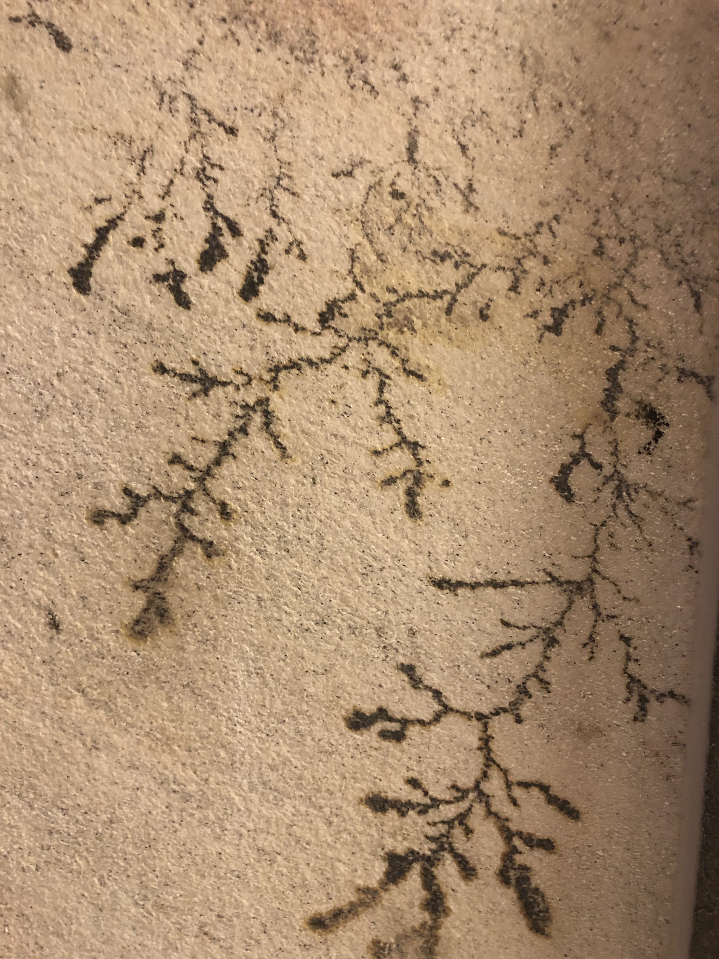 Ancient cave paintings depicting deer or similar animals, etched onto a rocky surface.