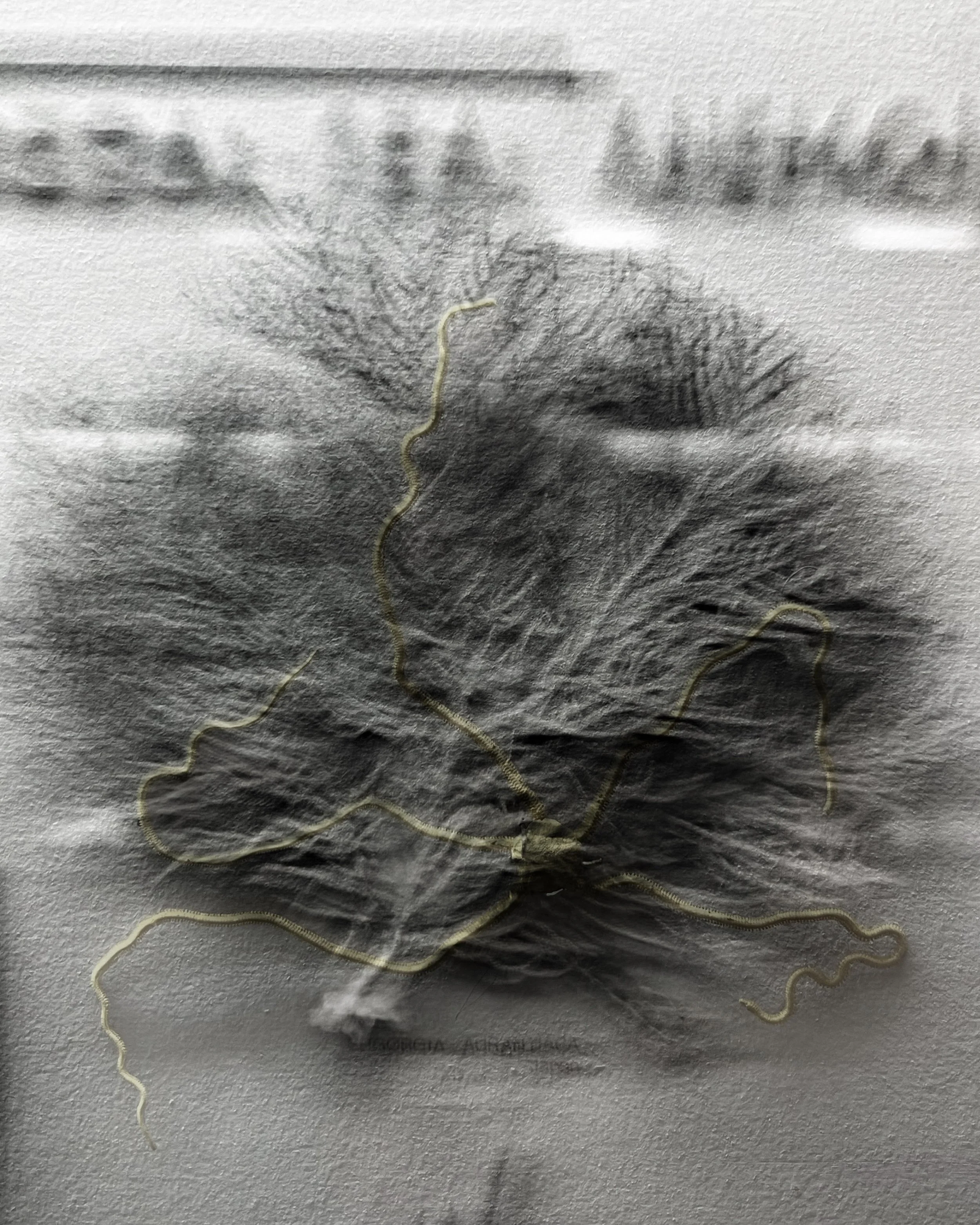 Microscopic view of a cluster of thin, wavy, light-colored filaments or fibers on a textured gray background.